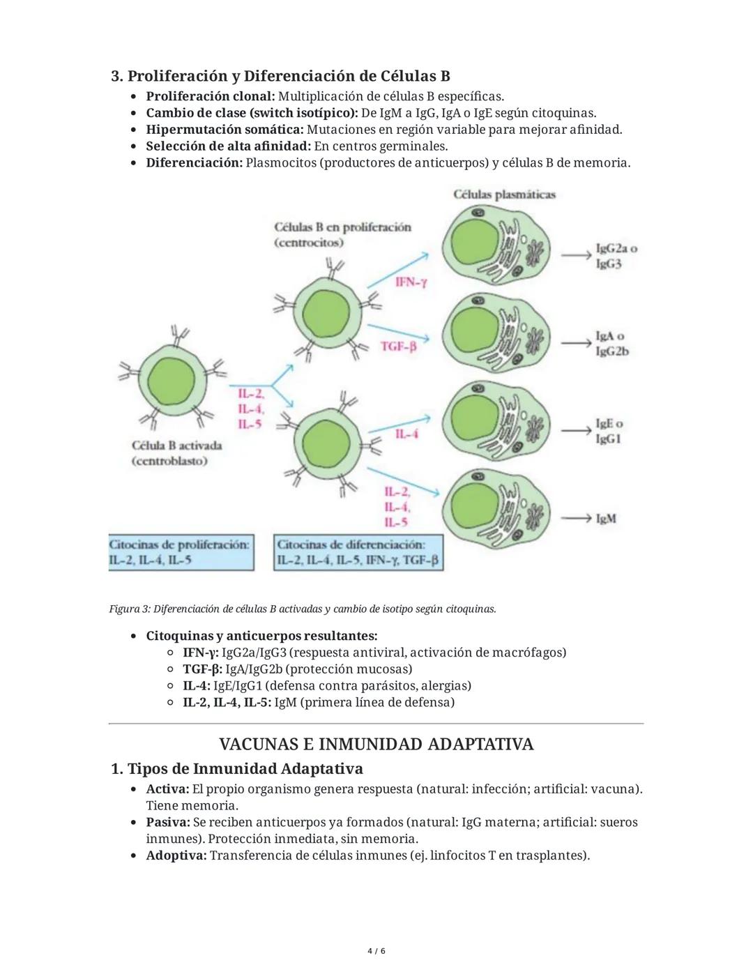 LINFOCITOS T
1. Ontogenia y Desarrollo de las Células T
El desarrollo de los linfocitos T inicia en la médula ósea con células madre
hematop