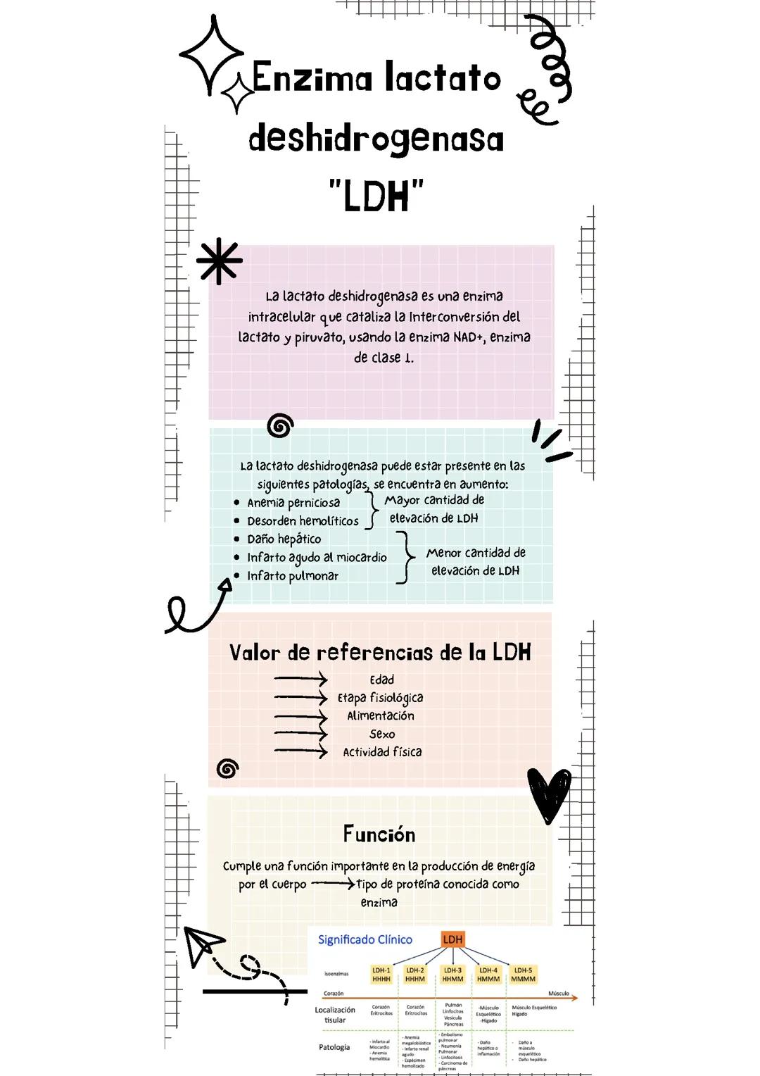 Enzima lactato deshidrogenasa (LDH)