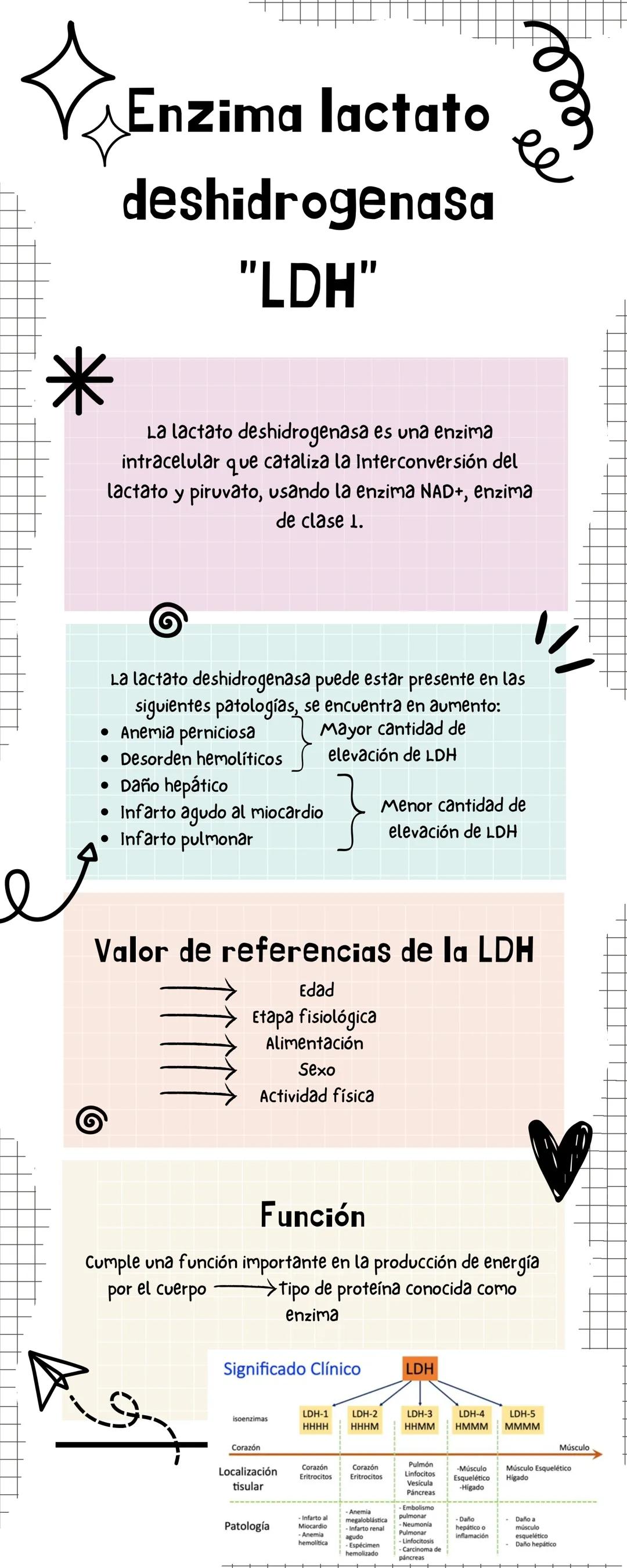 ee
ゐ
ee
Enzima lactato
deshidrogenasa
"LDH"
La lactato deshidrogenasa es una enzima
intracelular que cataliza la Interconversión del
lactato
