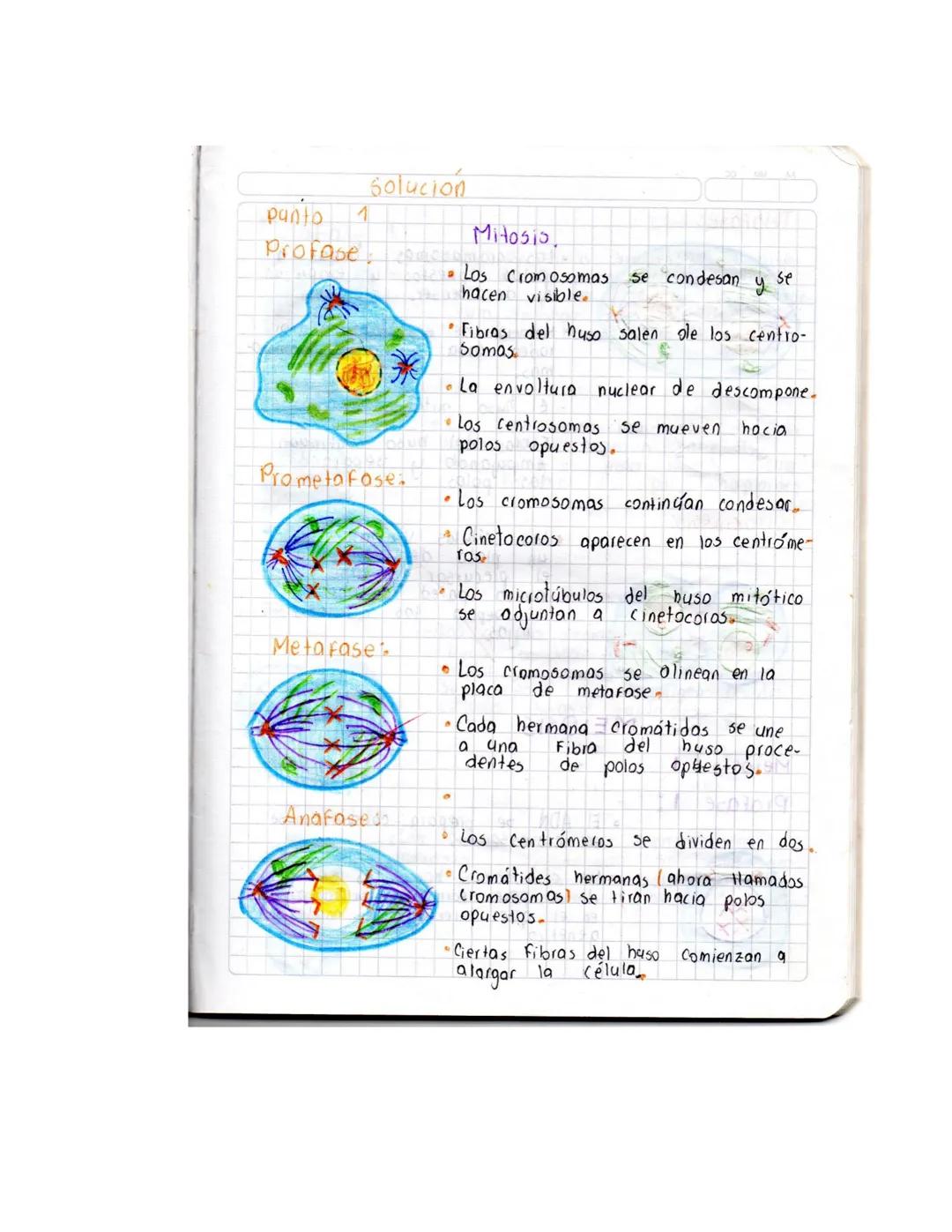 fases de la reproducción celular de la mitosis y meoisis