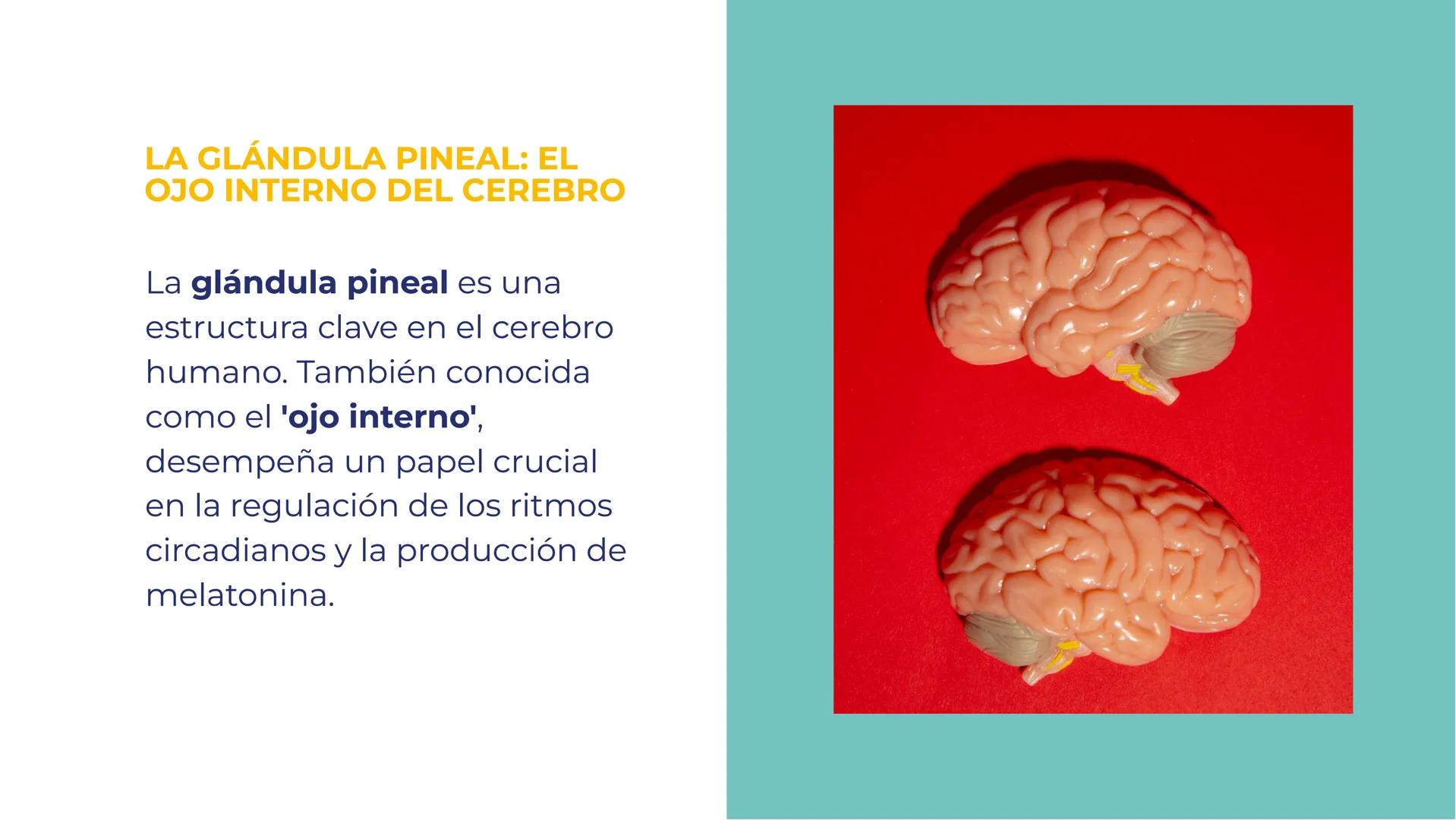 # LA GLÁNDULA
# PINEAL: EL OJO
# INTERNO DEL
# CEREBRO # LA GLÁNDULA PINEAL: EL
# OJO INTERNO DEL CEREBRO
La glándula pineal es una
estr