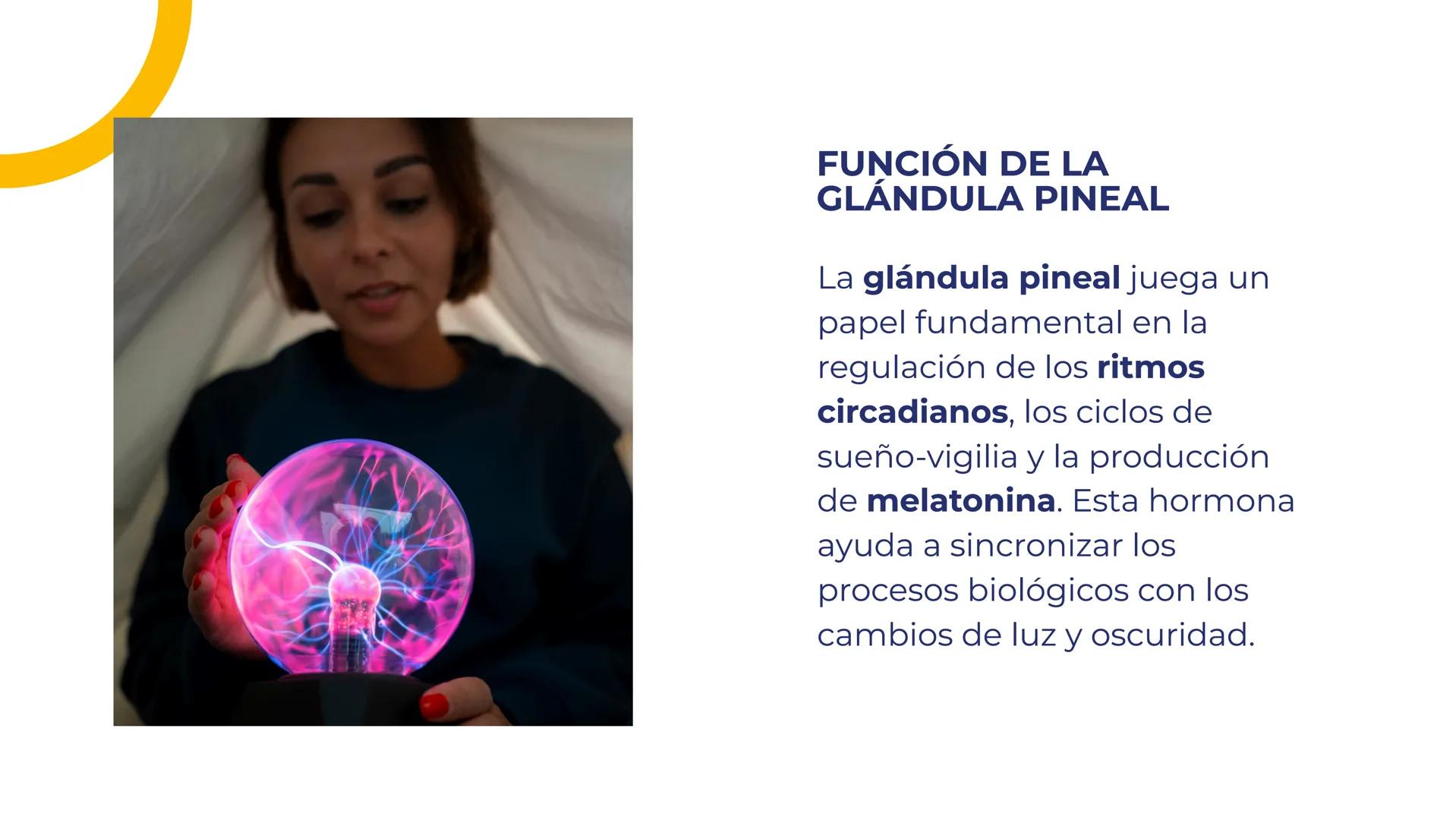 # LA GLÁNDULA
# PINEAL: EL OJO
# INTERNO DEL
# CEREBRO # LA GLÁNDULA PINEAL: EL
# OJO INTERNO DEL CEREBRO
La glándula pineal es una
estr