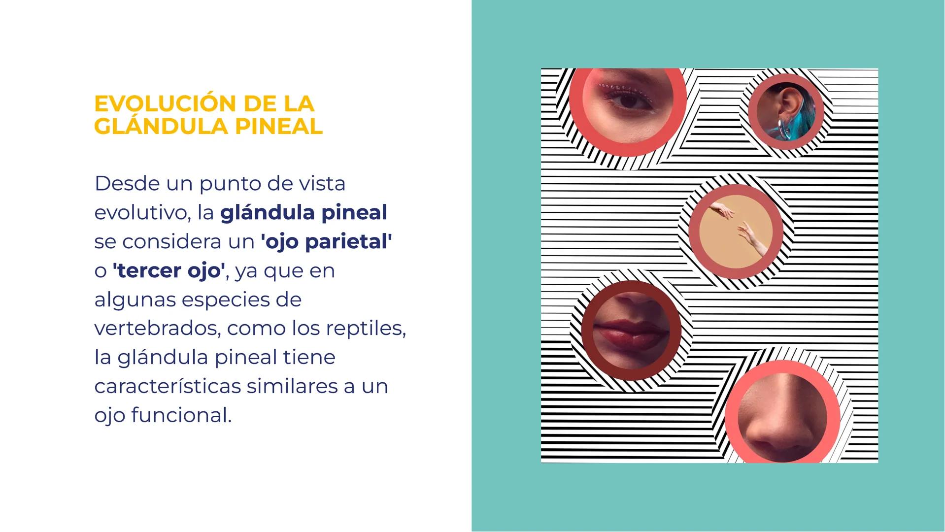 # LA GLÁNDULA
# PINEAL: EL OJO
# INTERNO DEL
# CEREBRO # LA GLÁNDULA PINEAL: EL
# OJO INTERNO DEL CEREBRO
La glándula pineal es una
estr