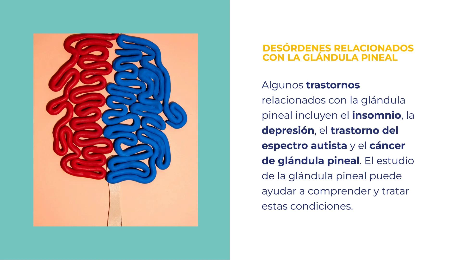 # LA GLÁNDULA
# PINEAL: EL OJO
# INTERNO DEL
# CEREBRO # LA GLÁNDULA PINEAL: EL
# OJO INTERNO DEL CEREBRO
La glándula pineal es una
estr