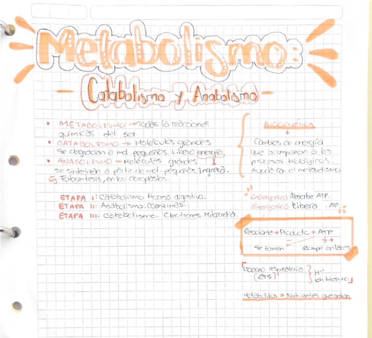 # Metabolismo
- Catabolismo y Anabolismo -
- METABOLISMO → Todas las reacciones
químicas del ser.
- CATABOLISMO → Moléculas grandes
se deg