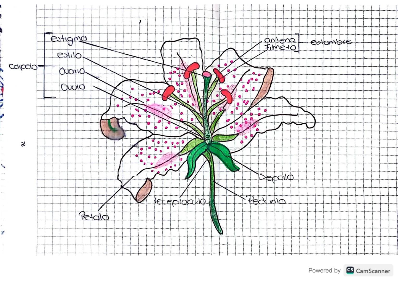 Festigma
estilo.
antena
Filme to
Carpelo
Ovario
76
QUOIO
estambre
Sepalo
receptaculo
Pedunio
Petalo
Powered by CS CamScanner