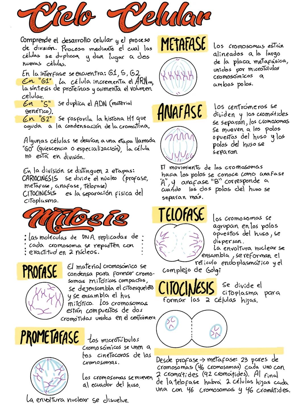 Cielo Celular
Comprende el desarrollo celular y el proceso
de división. Proceso mediante el cual las
duplican
células se
nuevas células.
У
d