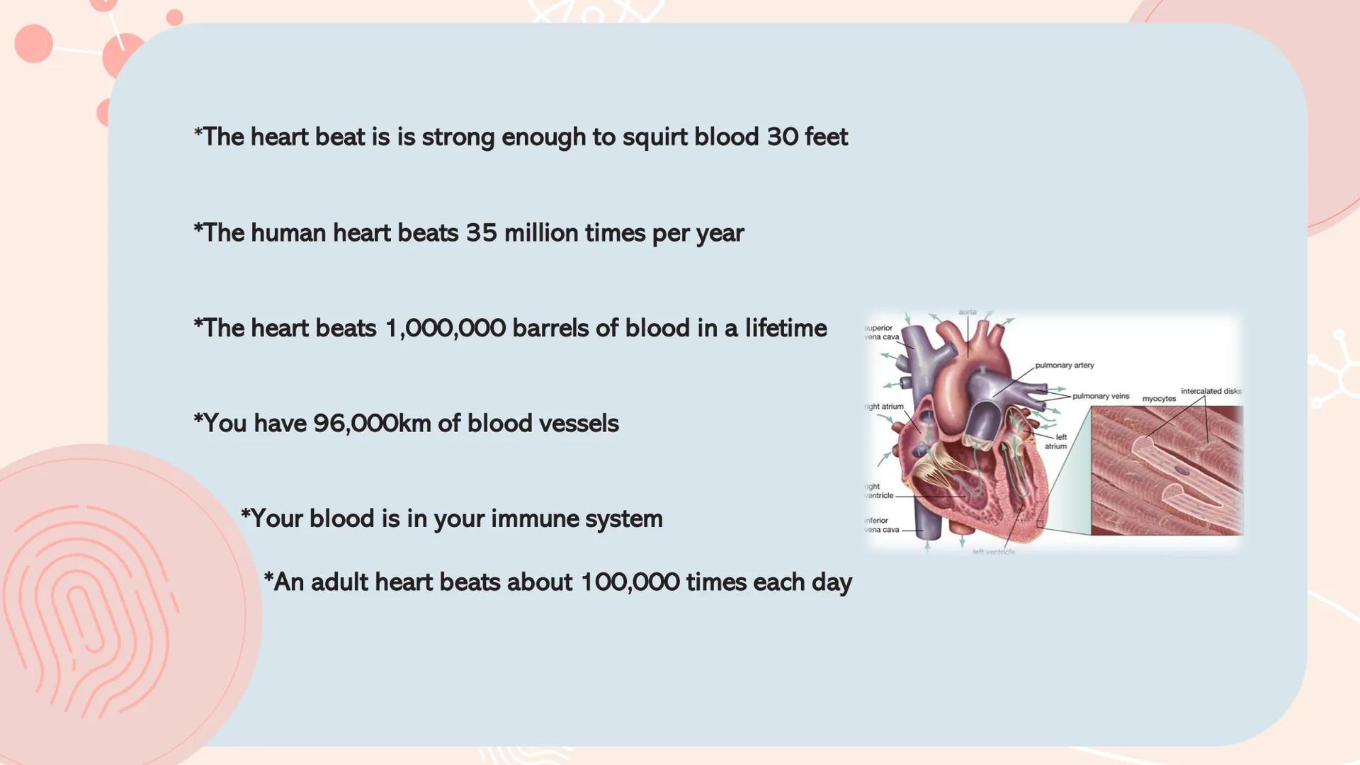 n
TYPES OF
MUSCLES What are the muscles?
The muscles of the human muscular system are composed of a kind of elastic
tissue. Every movement i