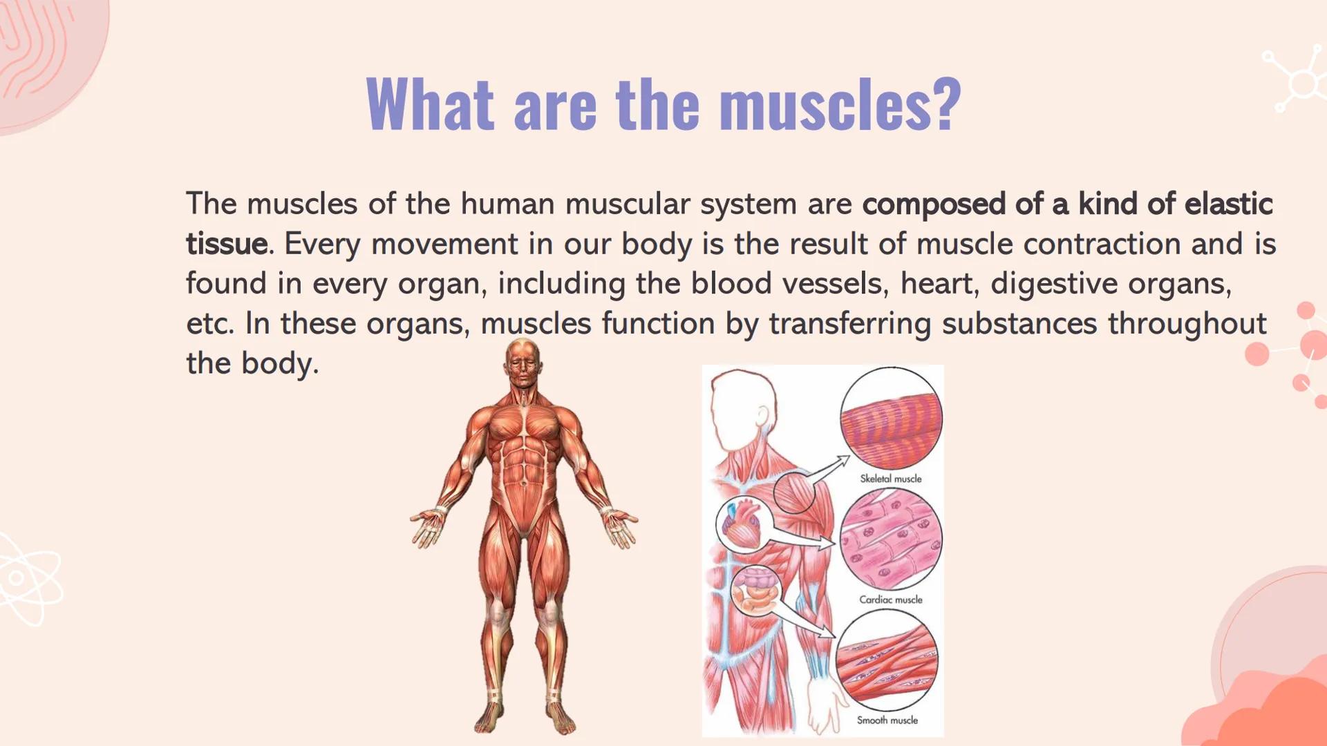 n
TYPES OF
MUSCLES What are the muscles?
The muscles of the human muscular system are composed of a kind of elastic
tissue. Every movement i