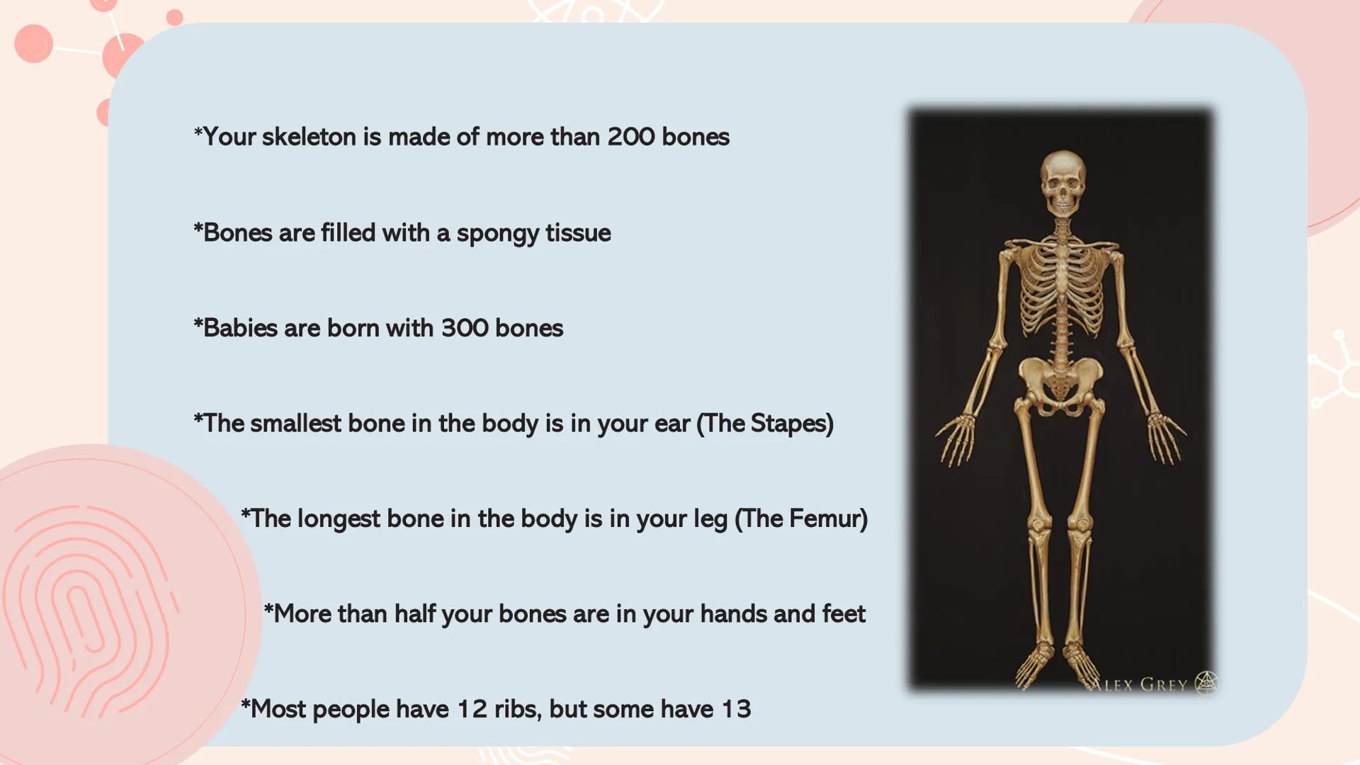 n
TYPES OF
MUSCLES What are the muscles?
The muscles of the human muscular system are composed of a kind of elastic
tissue. Every movement i