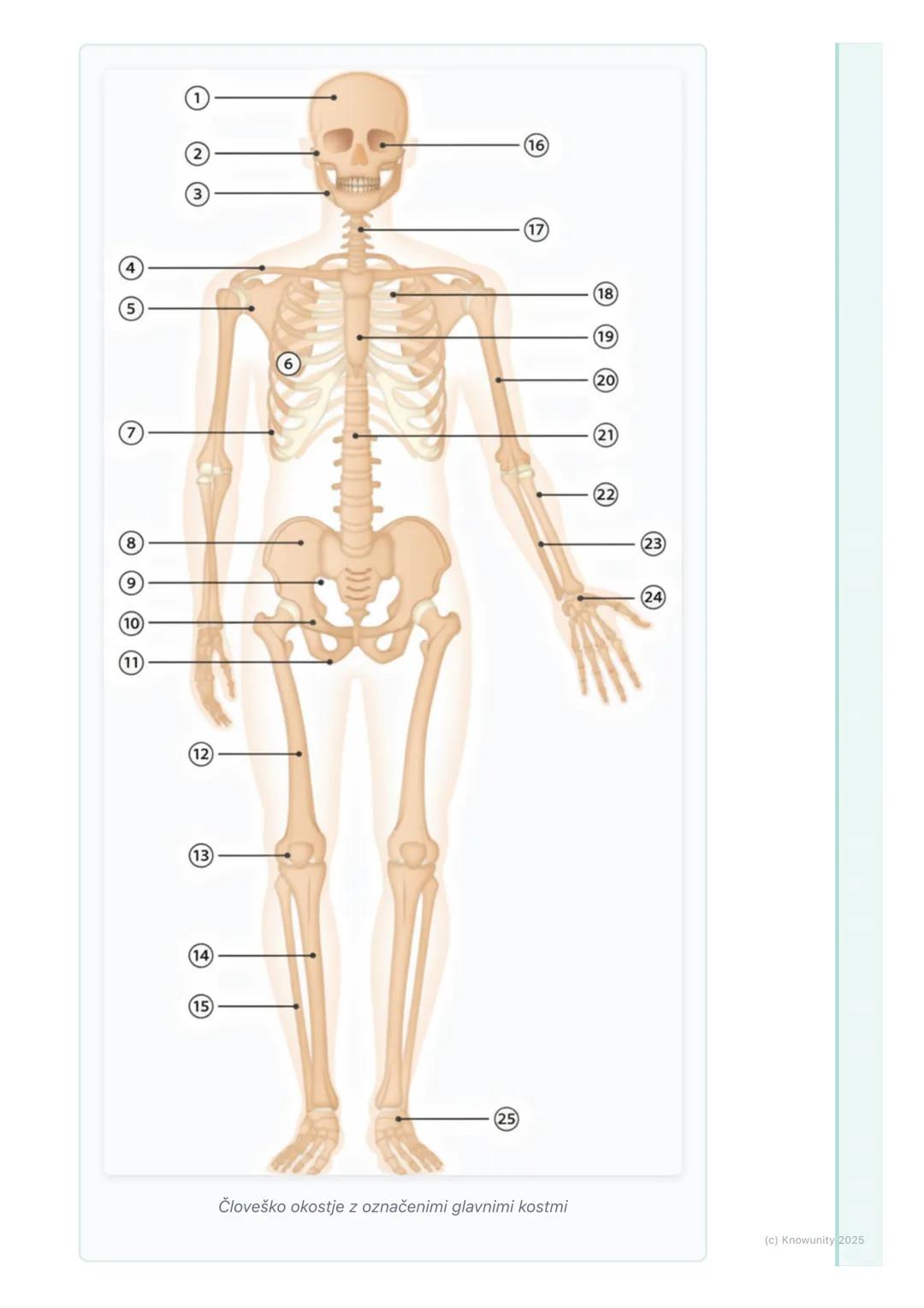 # Skeletni in mišični sistem
Uvod v gibala
Skeletni in mišični sistem skupaj tvorita gibala. Omogočata nam, da se
premikamo, stojimo pokon