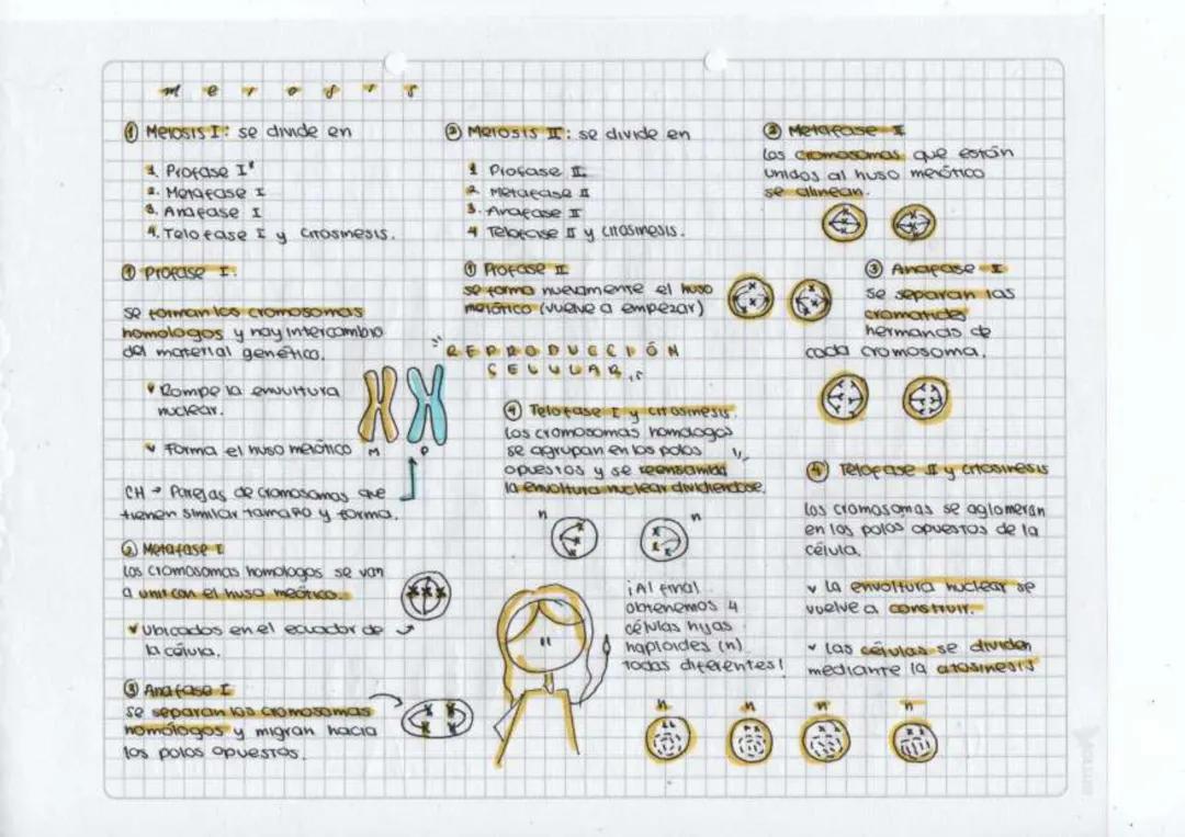 Reproducción celular