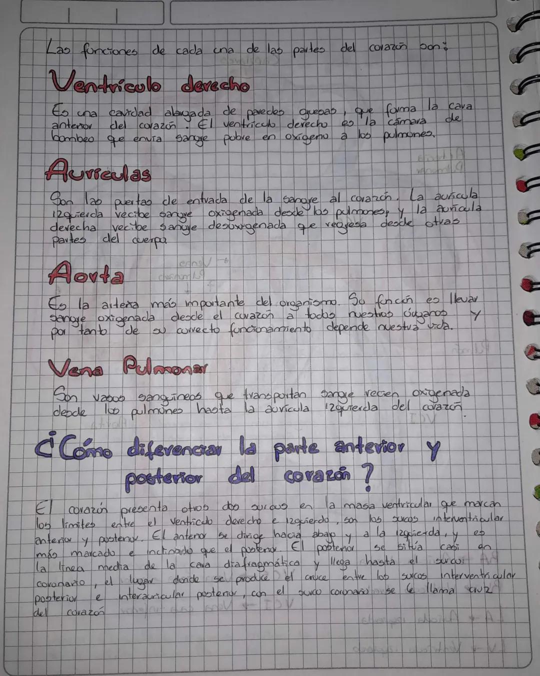 Las funciones de cada una de las partes del corazón son:
# Ventriculo derecho
Es una cavidad alargada de paredes quesas, que forma la cava