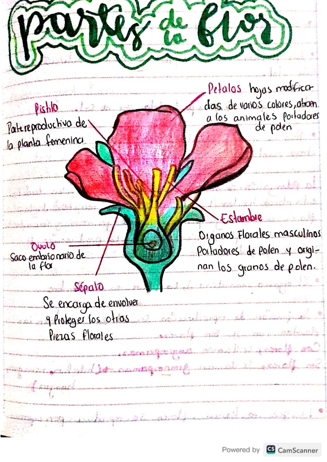 # partes flor
Pishlo
Pate reproductiva de
la planta femenina
Petalos hojas modificar
das de varios colores, atroen.
a los animales portado
