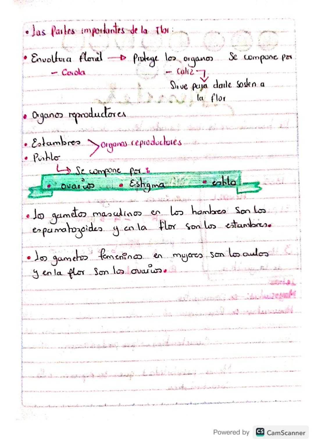 # partes flor
Pishlo
Pate reproductiva de
la planta femenina
Petalos hojas modificar
das de varios colores, atroen.
a los animales portado