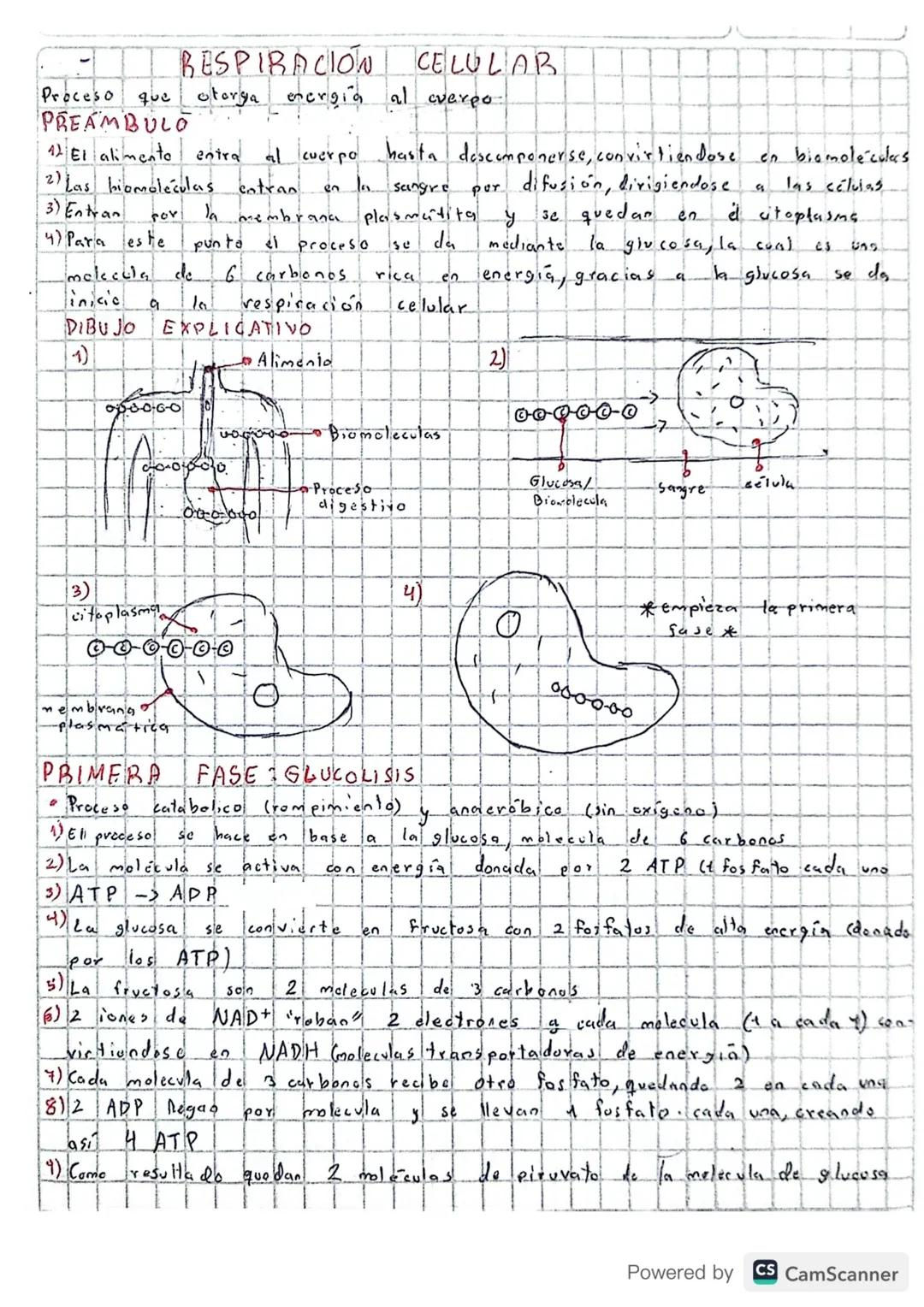 RESPIRACIÓN
* Por medio de
este
proceso
de las
moléculas de ATP
La energia
viene
de la
* Las biomoleculas pasan
и
la
gracias a
este
proceso