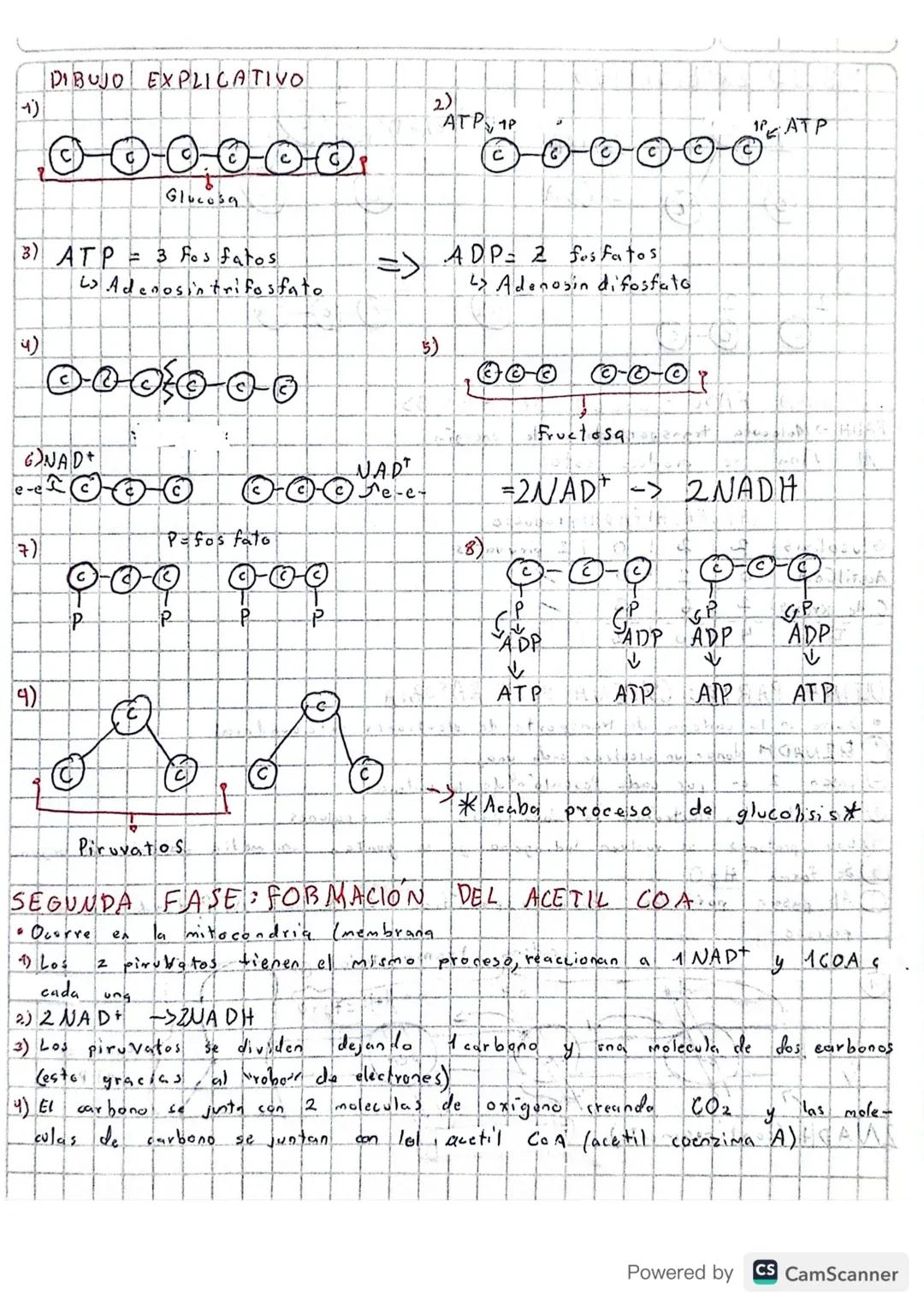 RESPIRACIÓN
* Por medio de
este
proceso
de las
moléculas de ATP
La energia
viene
de la
* Las biomoleculas pasan
и
la
gracias a
este
proceso