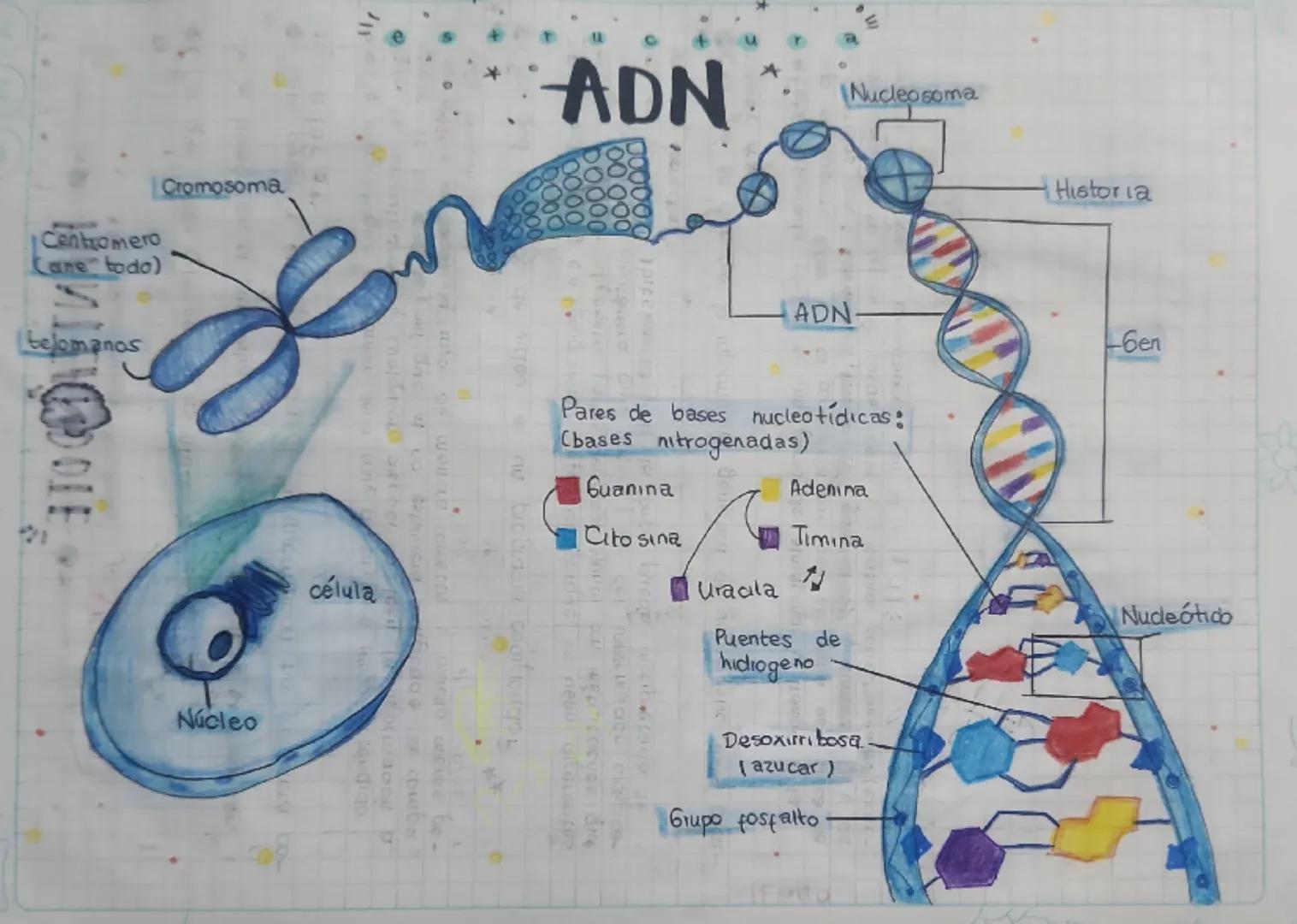 Centromero
Cane todo)
telomanos
Cromosoma
Núcleo
célula
auto
nem so
ADN
Nucleosoma
Historia
ADN.
-6en
Pares de bases nucleotidicas:
Cbases n