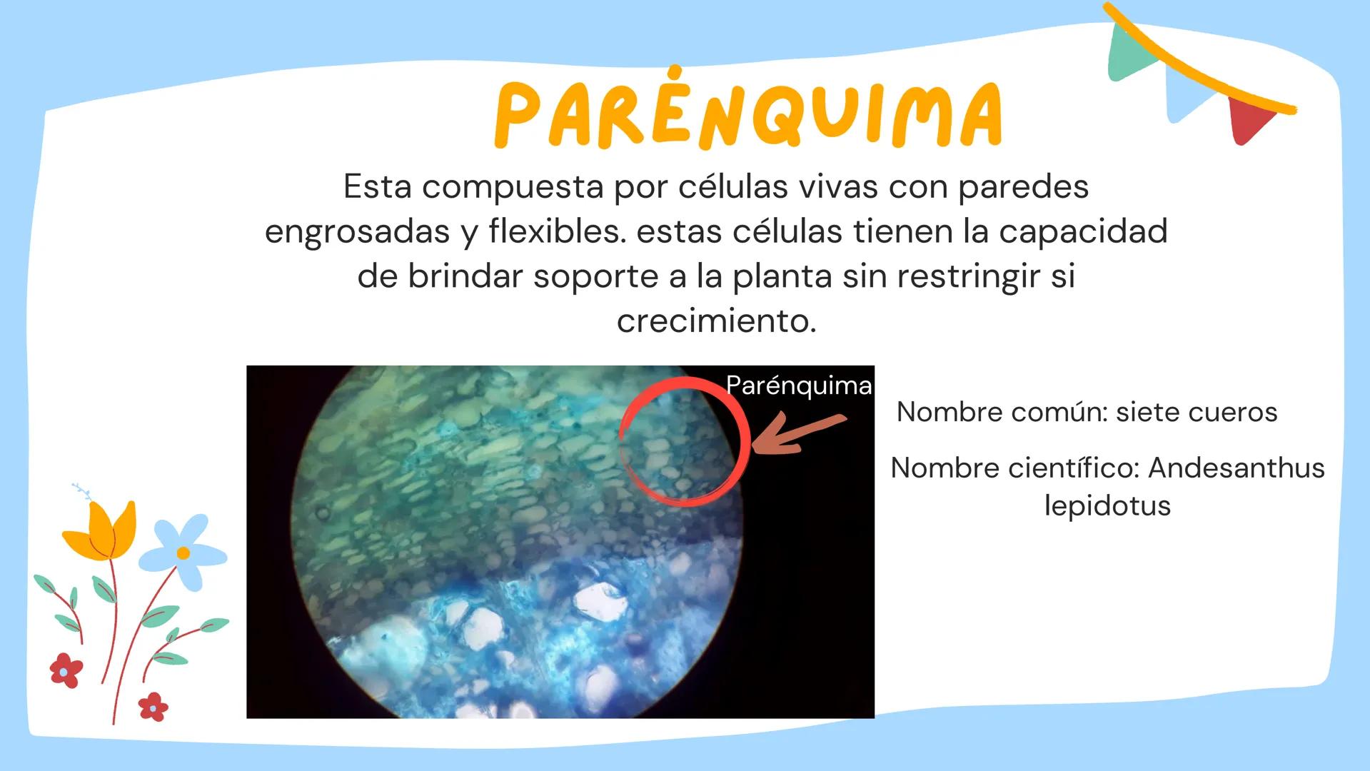 TOMAS SANTIAGO BELTRAN
ÁLBUM
PROYECTO
FINAL
6° *
INDICE
TEJIDOS VEGETALES
-TEJIDO MERISTEMATICO
-TEJIDO DERMICO PROTECTOR
-TEJIDO FUNDAMENTA