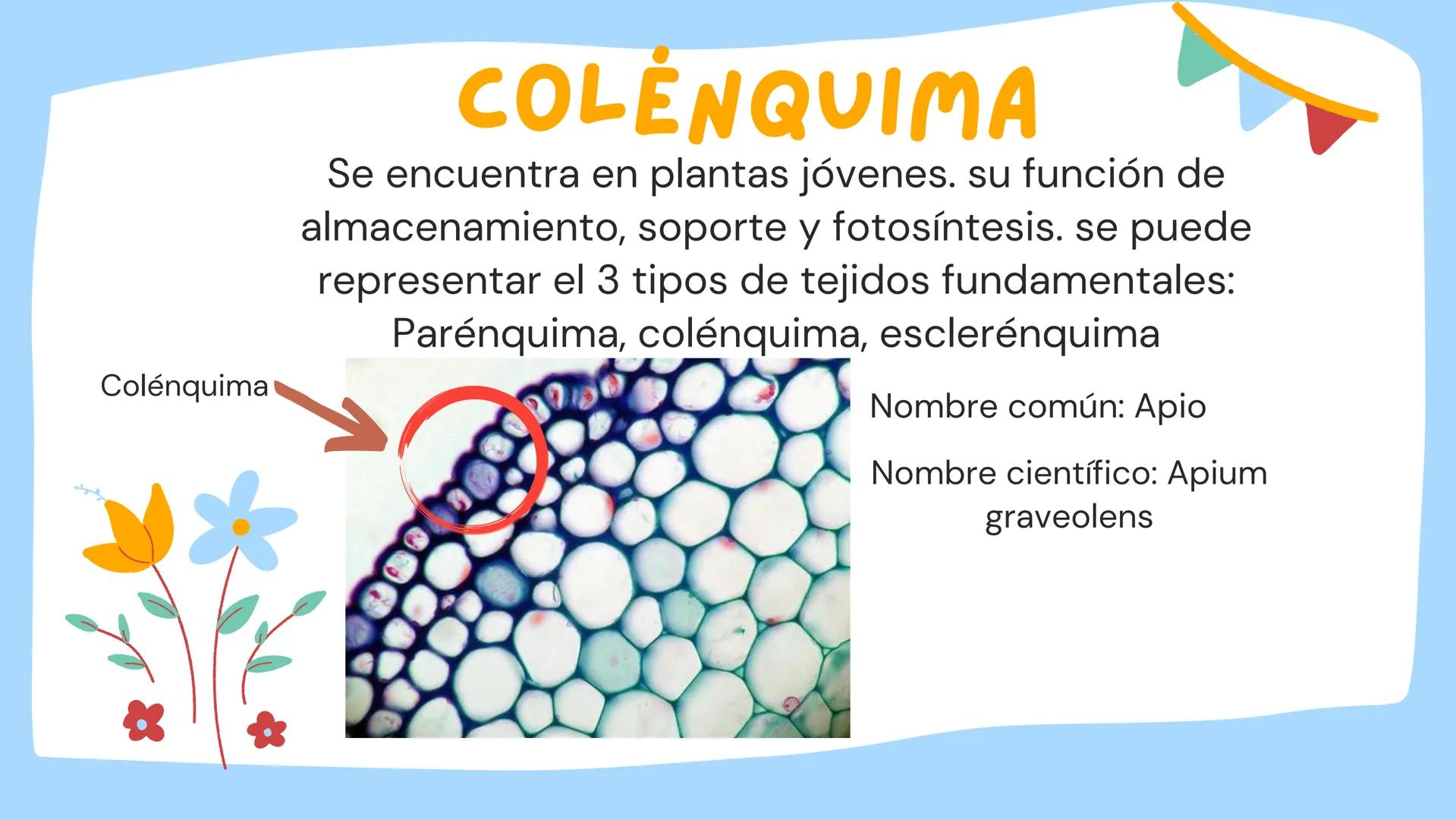 TOMAS SANTIAGO BELTRAN
ÁLBUM
PROYECTO
FINAL
6° *
INDICE
TEJIDOS VEGETALES
-TEJIDO MERISTEMATICO
-TEJIDO DERMICO PROTECTOR
-TEJIDO FUNDAMENTA