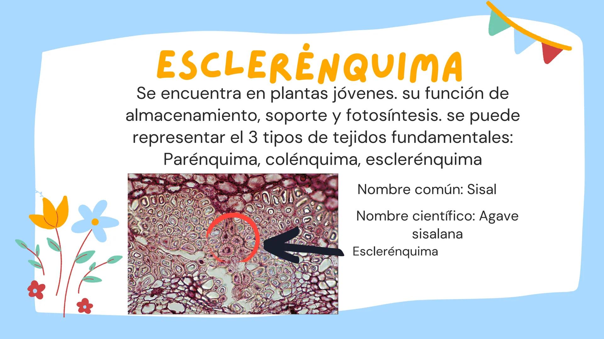 TOMAS SANTIAGO BELTRAN
ÁLBUM
PROYECTO
FINAL
6° *
INDICE
TEJIDOS VEGETALES
-TEJIDO MERISTEMATICO
-TEJIDO DERMICO PROTECTOR
-TEJIDO FUNDAMENTA