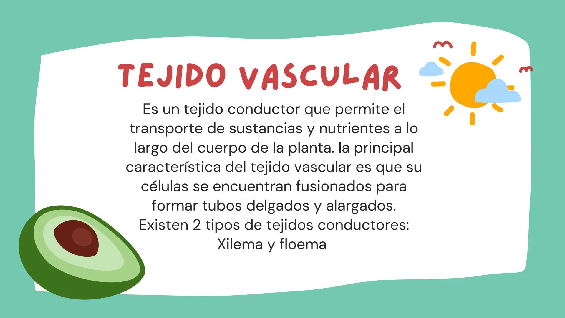 TOMAS SANTIAGO BELTRAN
ÁLBUM
PROYECTO
FINAL
6° *
INDICE
TEJIDOS VEGETALES
-TEJIDO MERISTEMATICO
-TEJIDO DERMICO PROTECTOR
-TEJIDO FUNDAMENTA