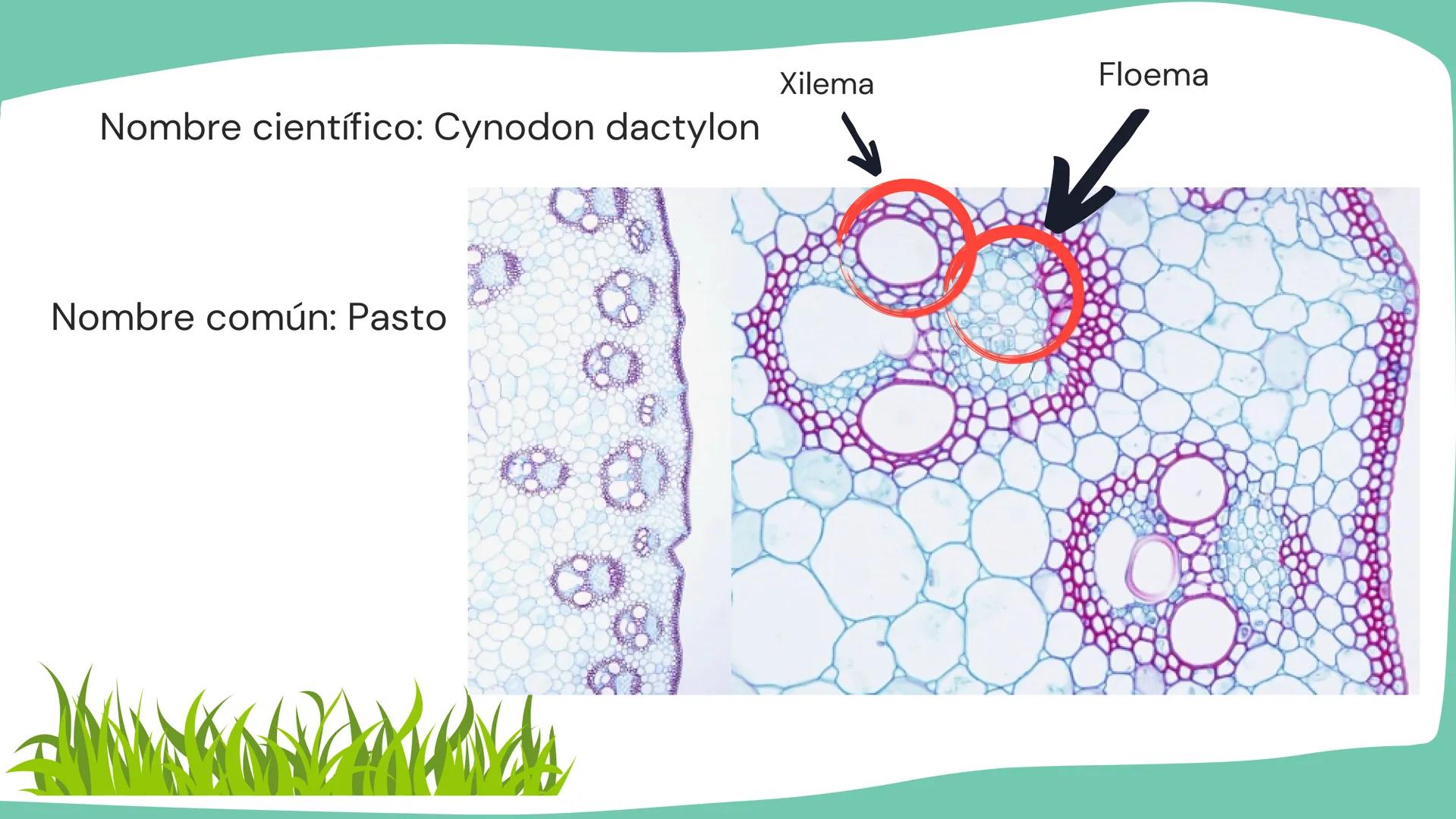 TOMAS SANTIAGO BELTRAN
ÁLBUM
PROYECTO
FINAL
6° *
INDICE
TEJIDOS VEGETALES
-TEJIDO MERISTEMATICO
-TEJIDO DERMICO PROTECTOR
-TEJIDO FUNDAMENTA