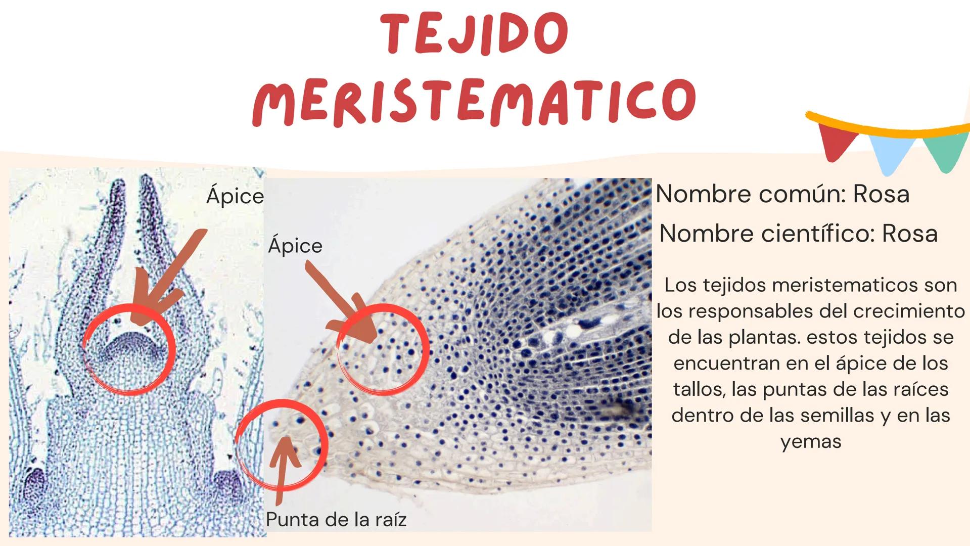 TOMAS SANTIAGO BELTRAN
ÁLBUM
PROYECTO
FINAL
6° *
INDICE
TEJIDOS VEGETALES
-TEJIDO MERISTEMATICO
-TEJIDO DERMICO PROTECTOR
-TEJIDO FUNDAMENTA