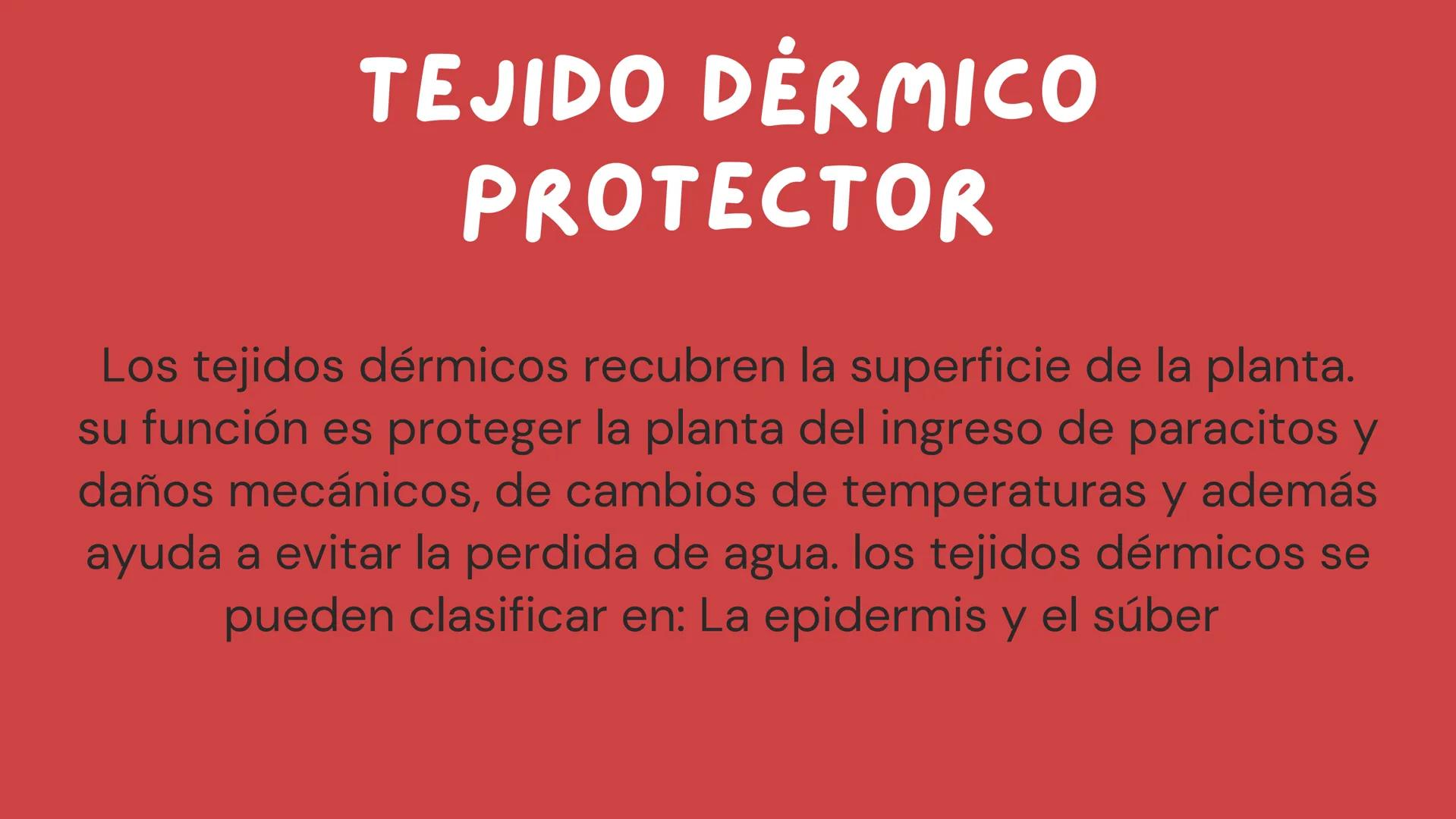 TOMAS SANTIAGO BELTRAN
ÁLBUM
PROYECTO
FINAL
6° *
INDICE
TEJIDOS VEGETALES
-TEJIDO MERISTEMATICO
-TEJIDO DERMICO PROTECTOR
-TEJIDO FUNDAMENTA