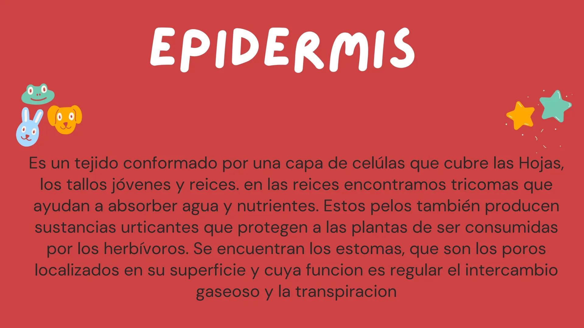 TOMAS SANTIAGO BELTRAN
ÁLBUM
PROYECTO
FINAL
6° *
INDICE
TEJIDOS VEGETALES
-TEJIDO MERISTEMATICO
-TEJIDO DERMICO PROTECTOR
-TEJIDO FUNDAMENTA