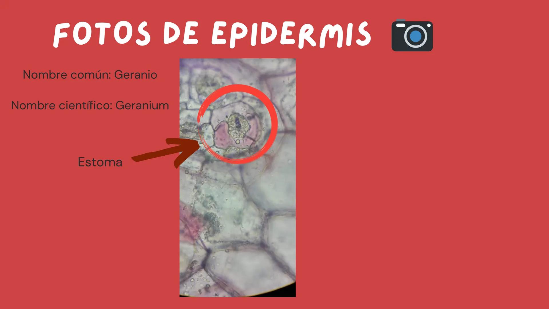 TOMAS SANTIAGO BELTRAN
ÁLBUM
PROYECTO
FINAL
6° *
INDICE
TEJIDOS VEGETALES
-TEJIDO MERISTEMATICO
-TEJIDO DERMICO PROTECTOR
-TEJIDO FUNDAMENTA