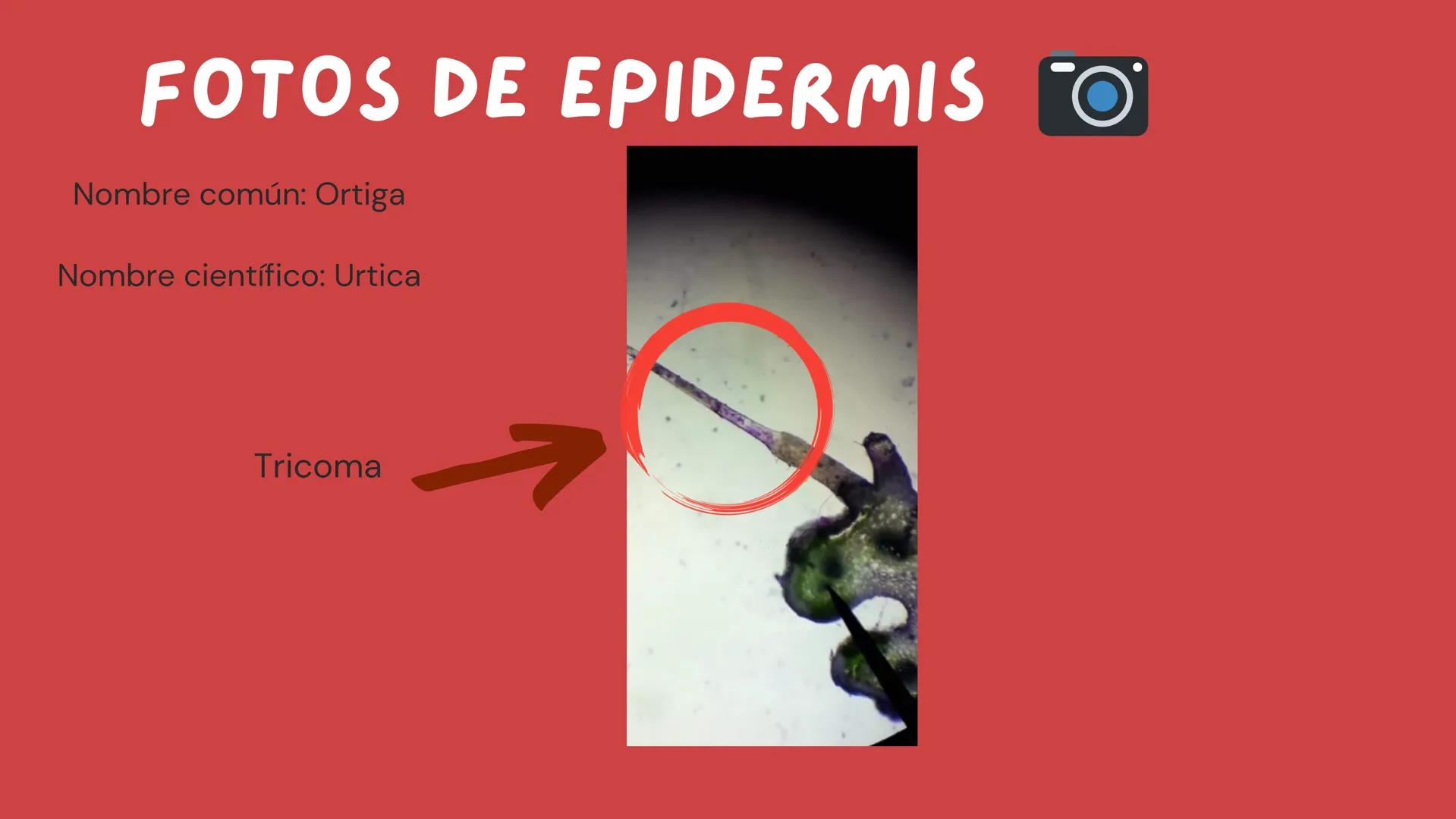 TOMAS SANTIAGO BELTRAN
ÁLBUM
PROYECTO
FINAL
6° *
INDICE
TEJIDOS VEGETALES
-TEJIDO MERISTEMATICO
-TEJIDO DERMICO PROTECTOR
-TEJIDO FUNDAMENTA