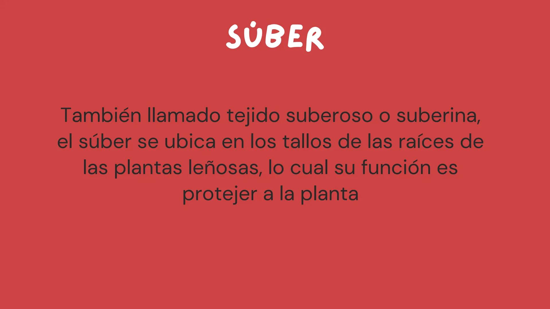 TOMAS SANTIAGO BELTRAN
ÁLBUM
PROYECTO
FINAL
6° *
INDICE
TEJIDOS VEGETALES
-TEJIDO MERISTEMATICO
-TEJIDO DERMICO PROTECTOR
-TEJIDO FUNDAMENTA