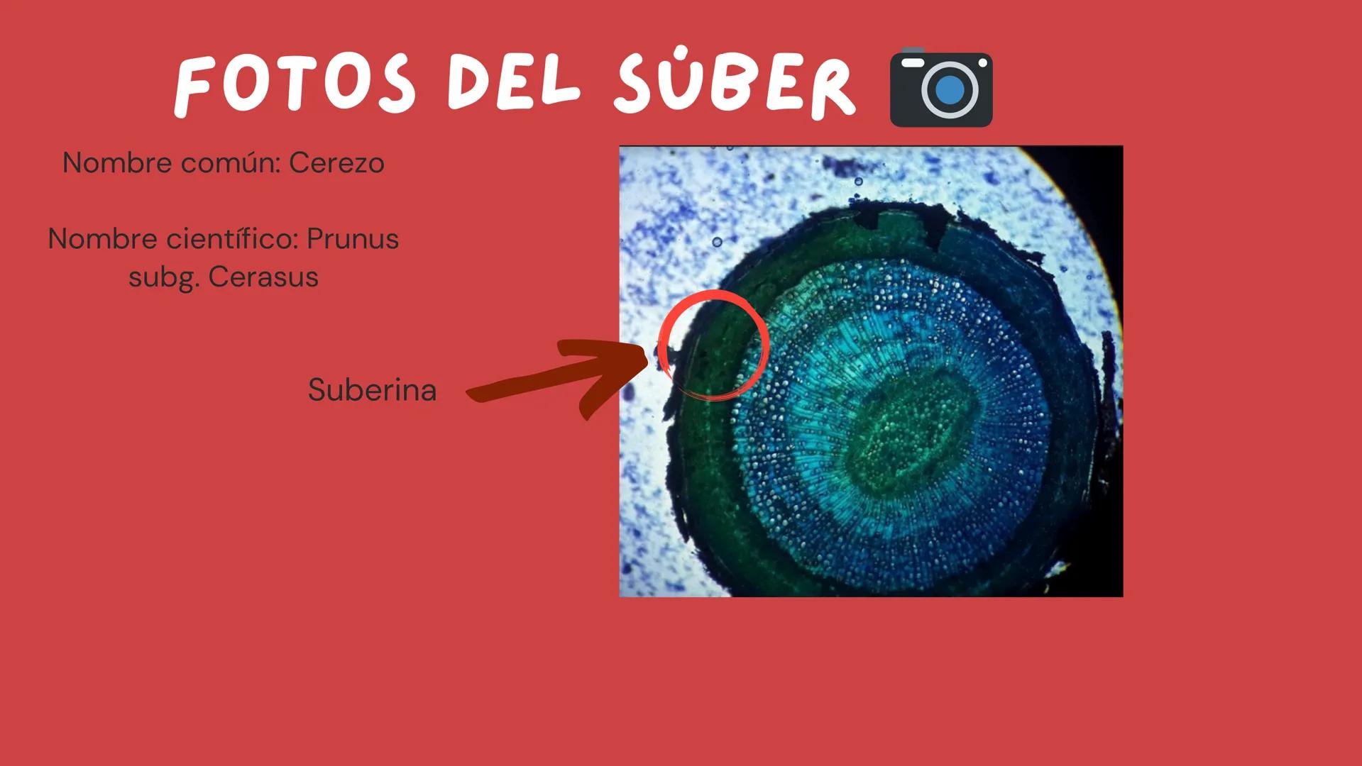 TOMAS SANTIAGO BELTRAN
ÁLBUM
PROYECTO
FINAL
6° *
INDICE
TEJIDOS VEGETALES
-TEJIDO MERISTEMATICO
-TEJIDO DERMICO PROTECTOR
-TEJIDO FUNDAMENTA