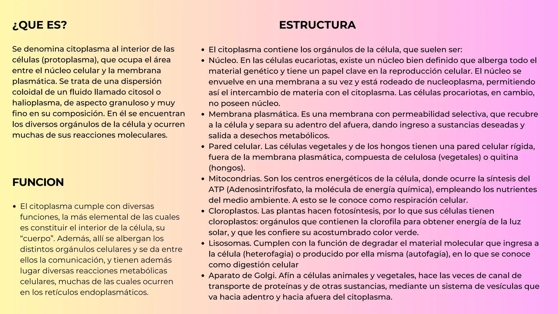 El citoplasma ¿QUE ES?
Se denomina citoplasma al interior de las
células (protoplasma), que ocupa el área
entre el núcleo celular y la membr