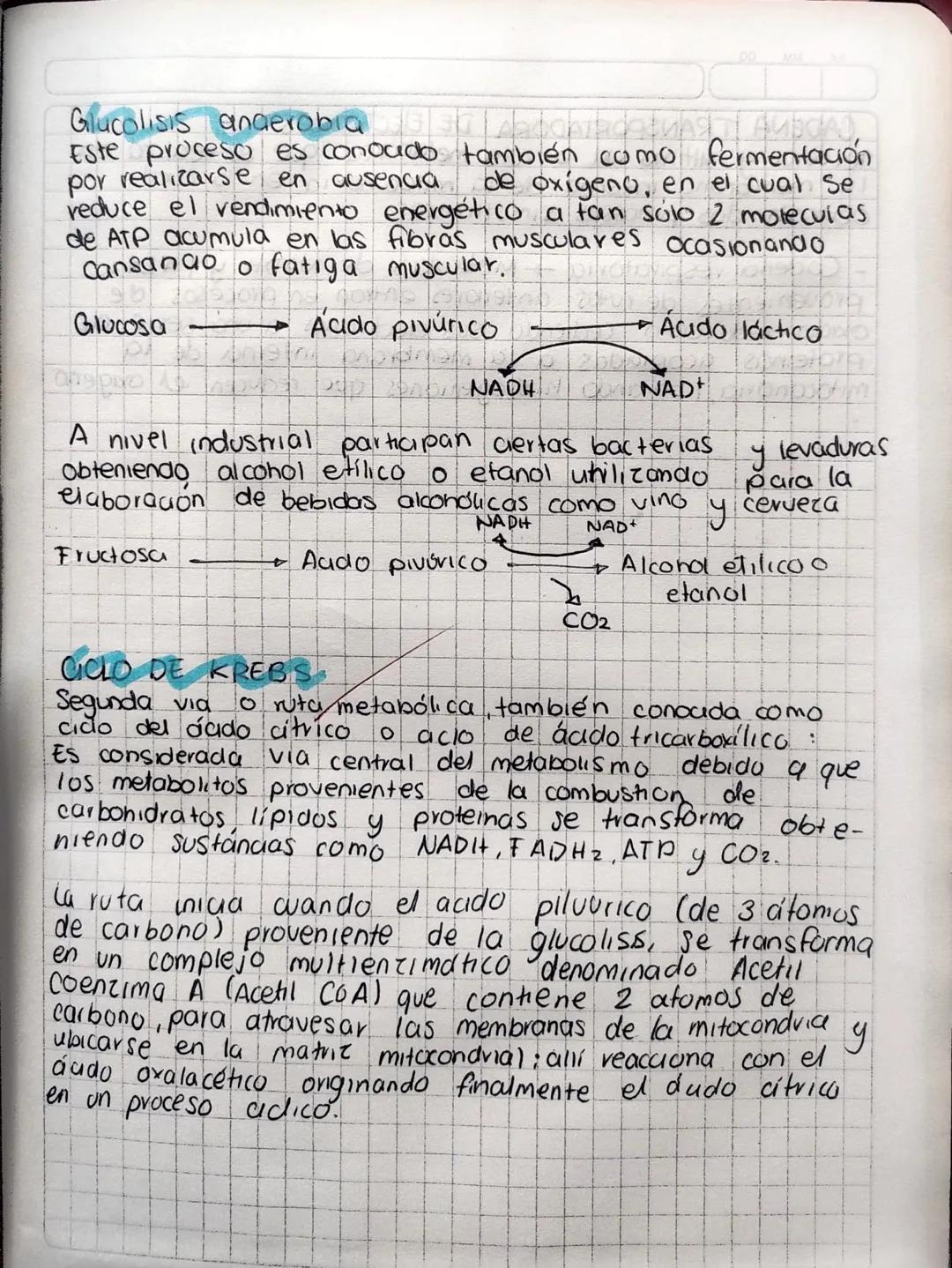 # Respiración
# Celular
Durante la digestión de los alimentos se degradan
carbohidratos, lipiaos y proteínas para obtener respectivamente