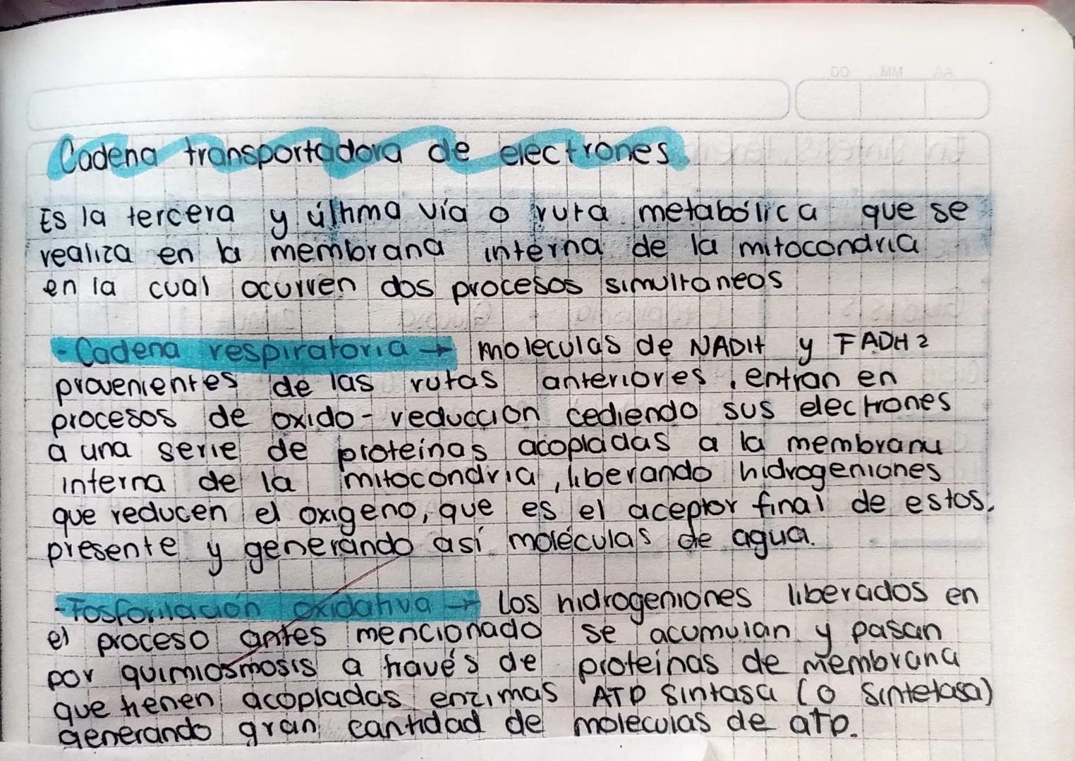 # Respiración
# Celular
Durante la digestión de los alimentos se degradan
carbohidratos, lipiaos y proteínas para obtener respectivamente