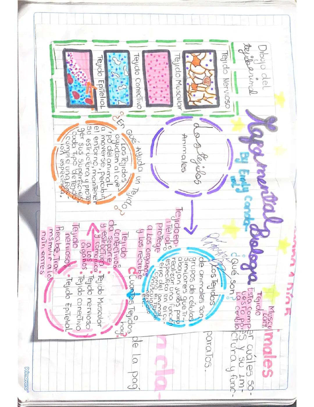 Mapa conceptual de los tejidos de los animales