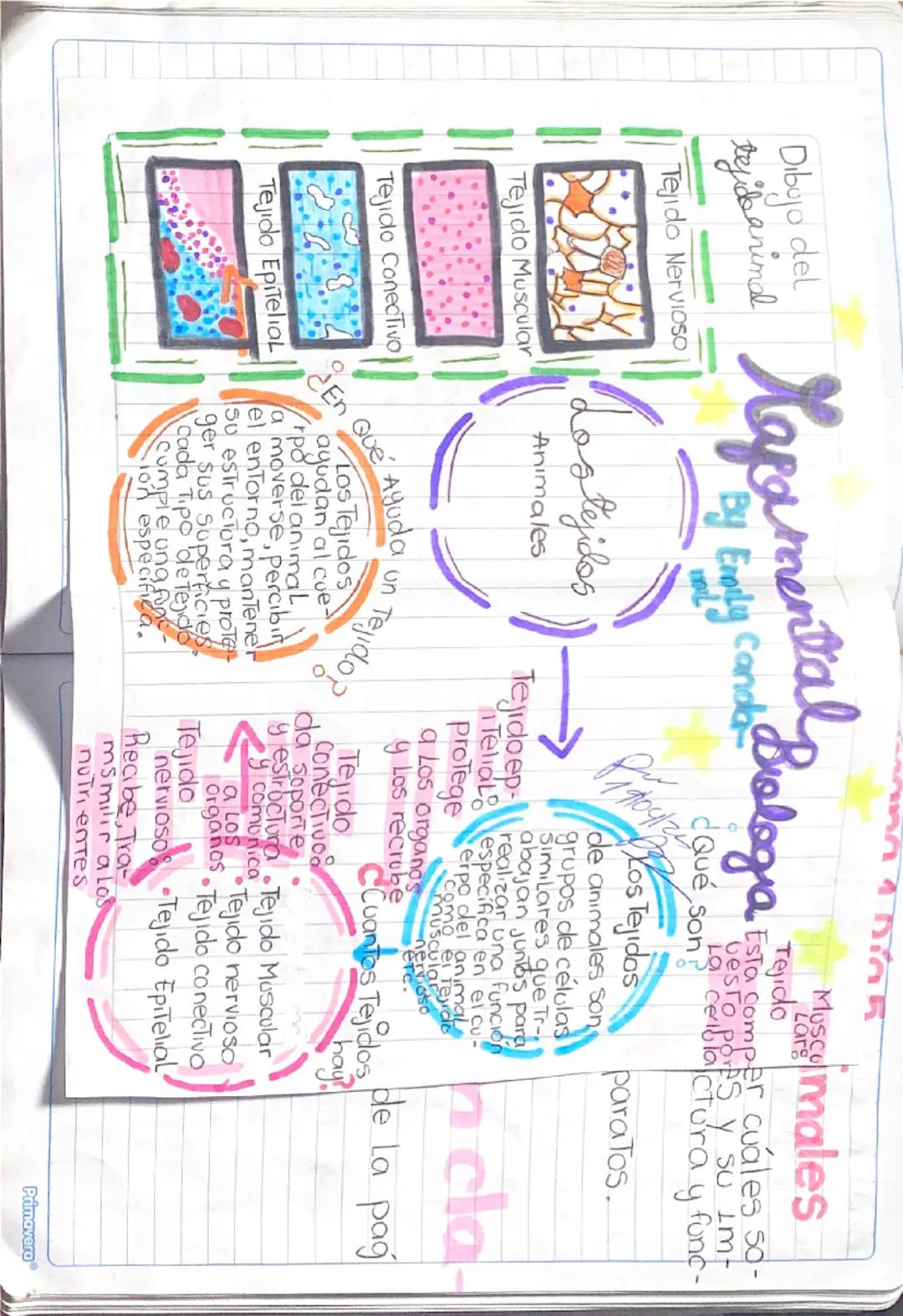 Dibujo del
tyidanima
Tejido Nervioso
Tejido Muscular
Tejido Conectivo)
Tejido Epitelial
Mapamental hologra
¿En
By Emily Canda
stejidos
Anima