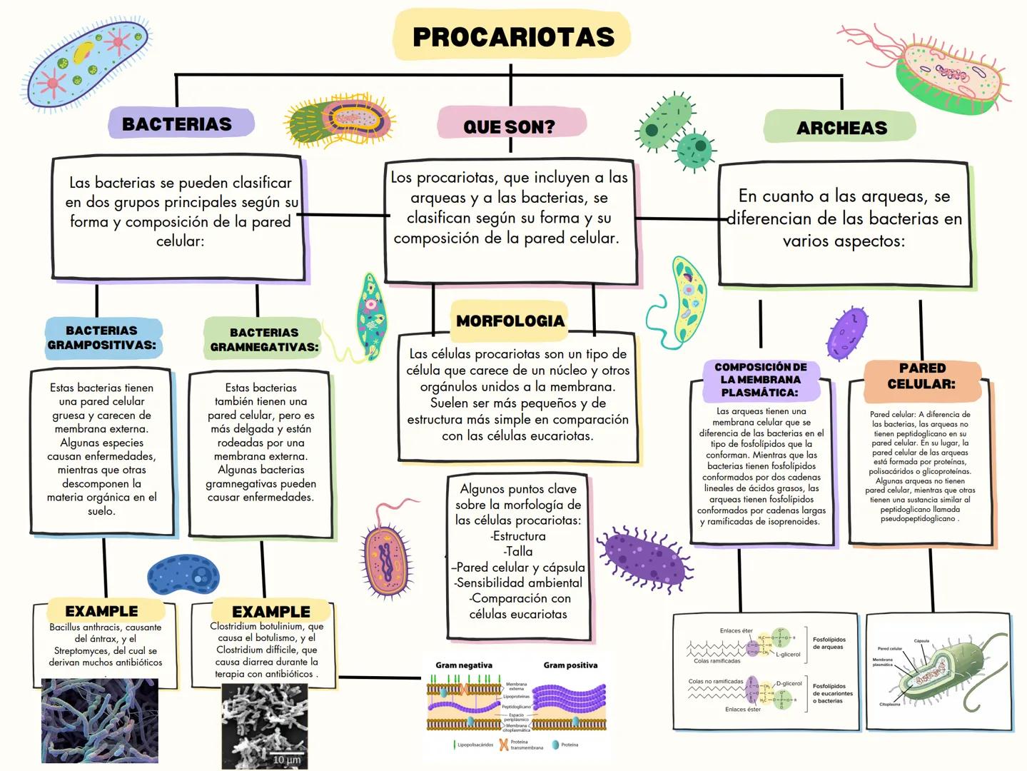 PROCARIOTAS
certo
BACTERIAS
Las bacterias se pueden clasificar
en dos grupos principales según su
forma y composición de la pared
celular:
Q