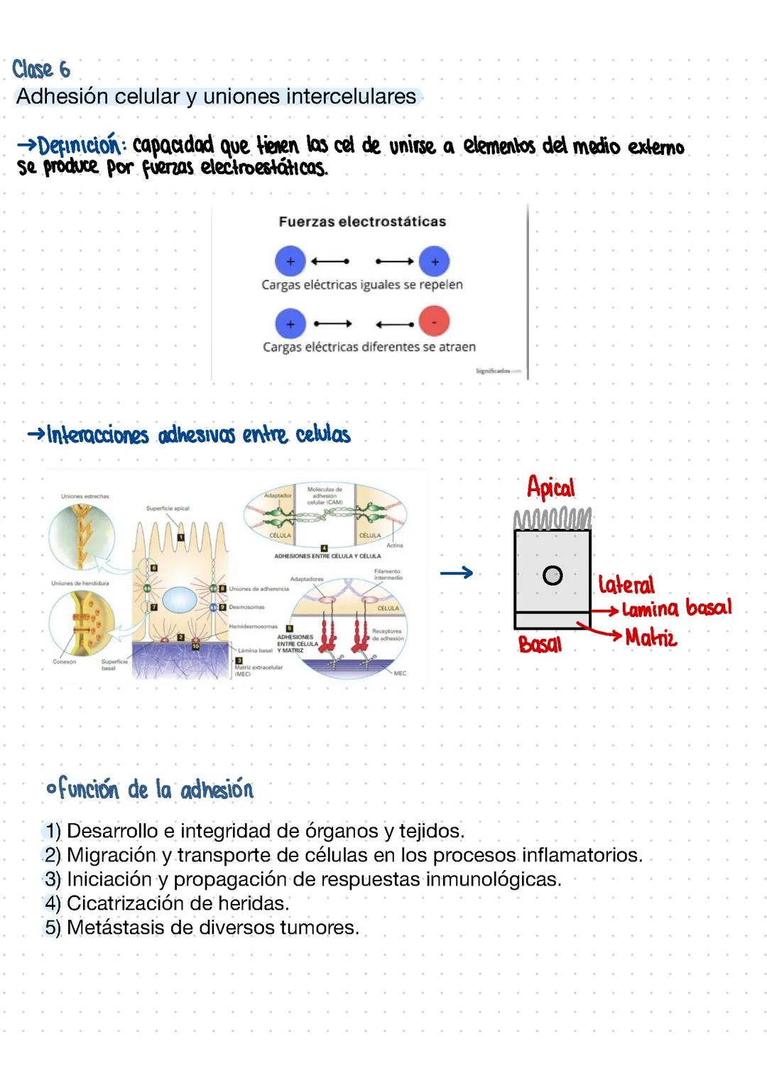 Uniones intercelulares