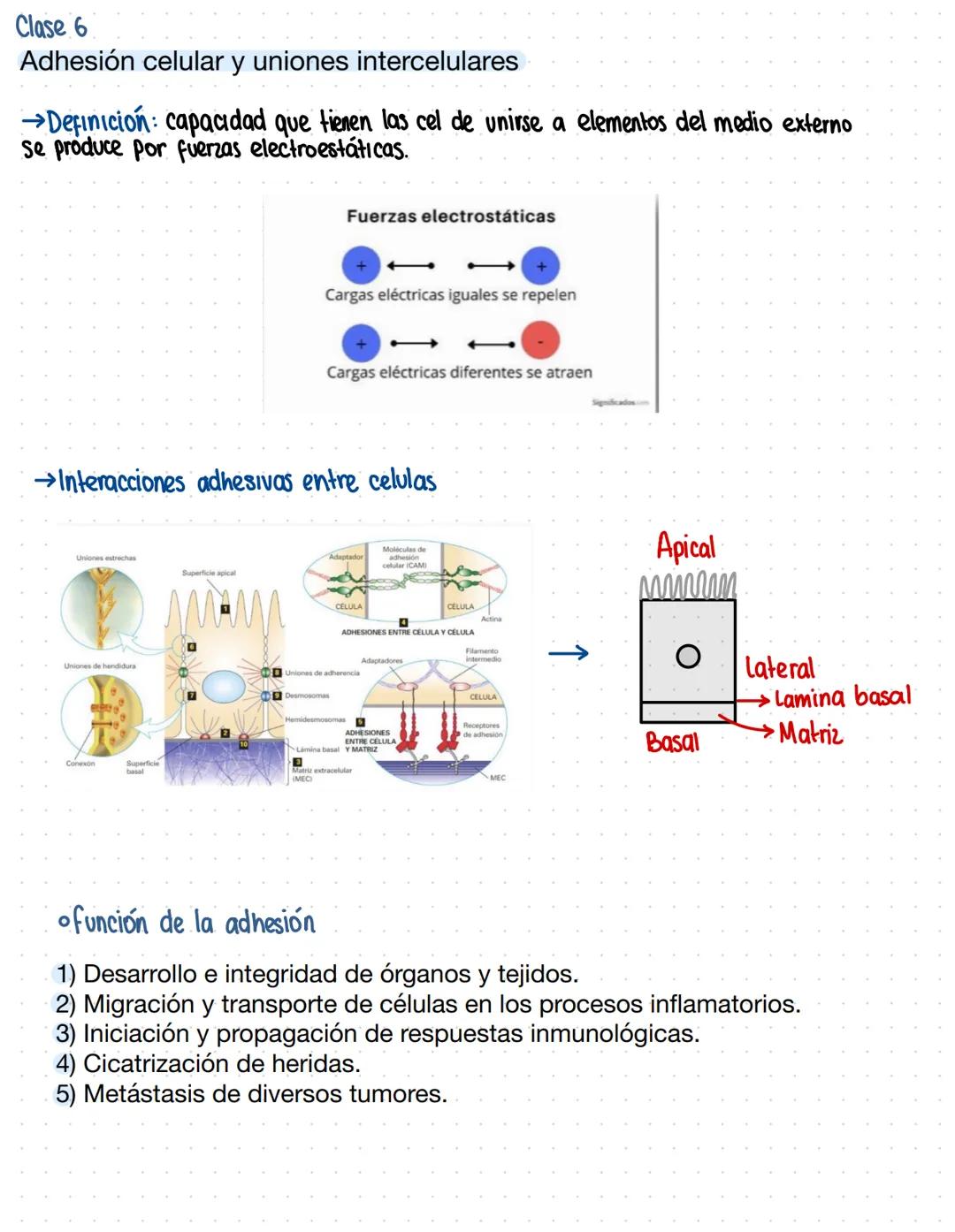 Clase 6
Adhesión celular y uniones intercelulares
→Definicion capacidad que tienen las cel de unirse a elementos del medio externo
Se produc