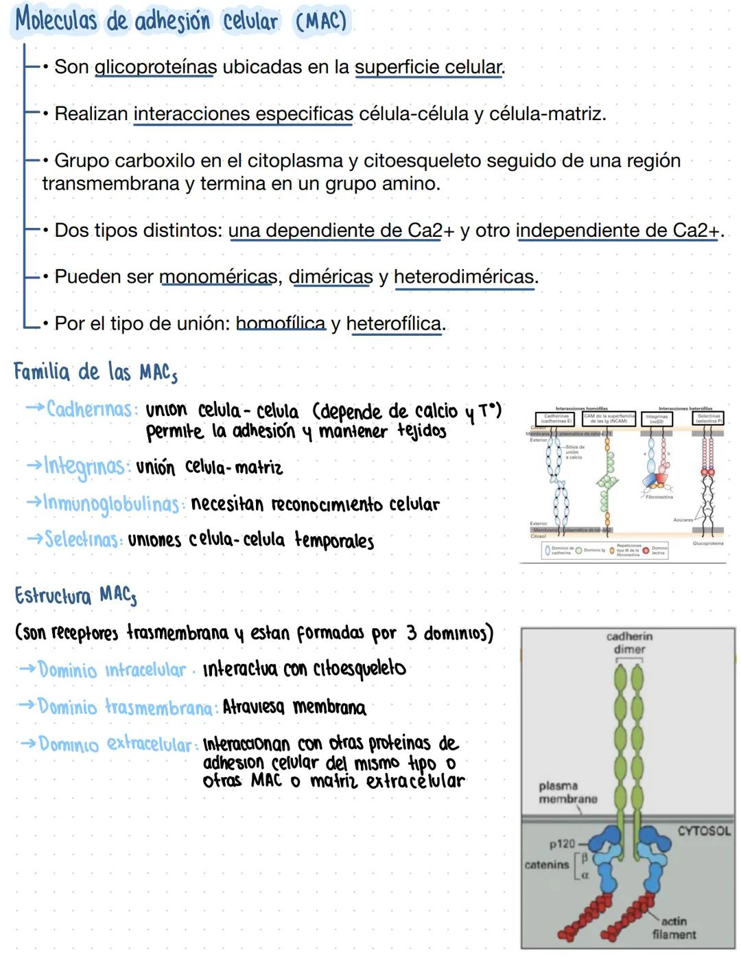 Clase 6
Adhesión celular y uniones intercelulares
→Definicion capacidad que tienen las cel de unirse a elementos del medio externo
Se produc