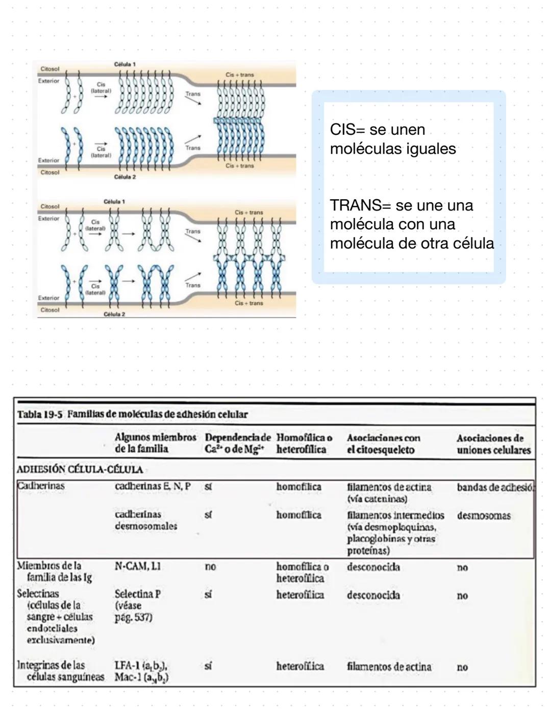 Clase 6
Adhesión celular y uniones intercelulares
→Definicion capacidad que tienen las cel de unirse a elementos del medio externo
Se produc