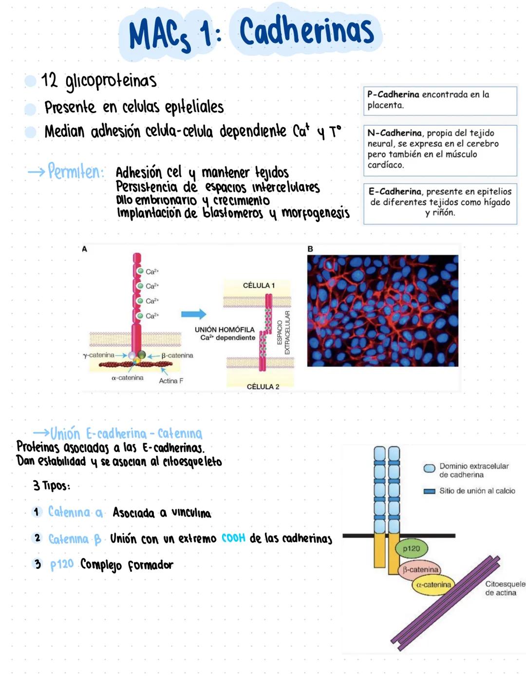 Clase 6
Adhesión celular y uniones intercelulares
→Definicion capacidad que tienen las cel de unirse a elementos del medio externo
Se produc