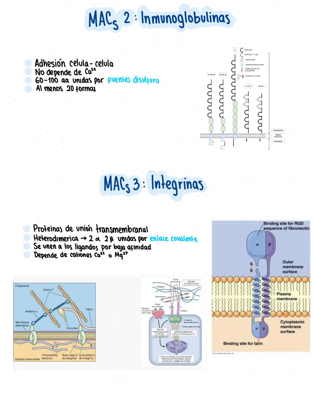 Clase 6
Adhesión celular y uniones intercelulares
→Definicion capacidad que tienen las cel de unirse a elementos del medio externo
Se produc