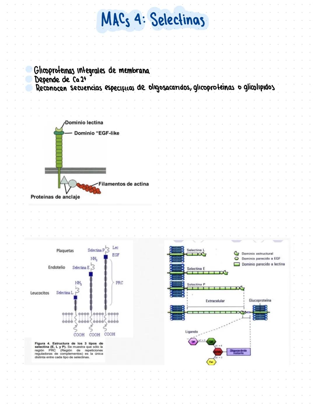 Clase 6
Adhesión celular y uniones intercelulares
→Definicion capacidad que tienen las cel de unirse a elementos del medio externo
Se produc