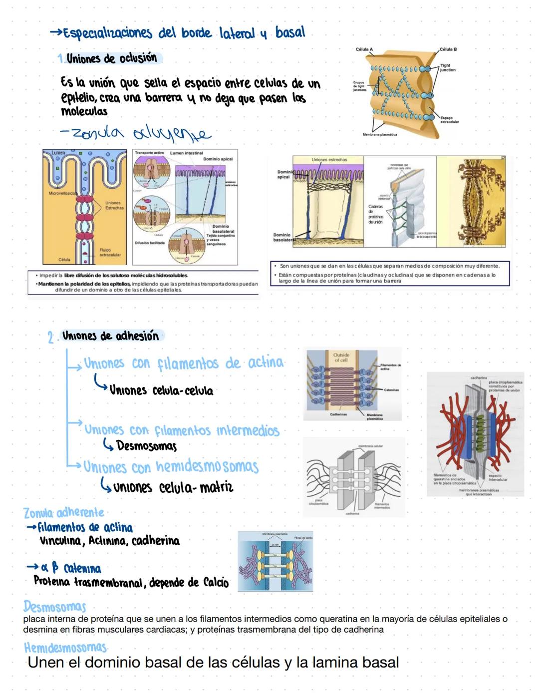 Clase 6
Adhesión celular y uniones intercelulares
→Definicion capacidad que tienen las cel de unirse a elementos del medio externo
Se produc
