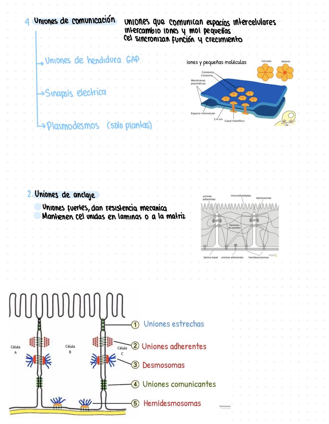 Clase 6
Adhesión celular y uniones intercelulares
→Definicion capacidad que tienen las cel de unirse a elementos del medio externo
Se produc