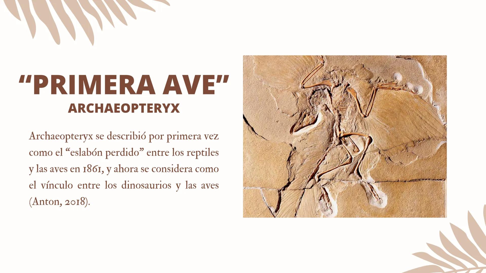 ADAPTACIONES
PLUMAS Y
VUELO LAS AVES
Únicos animales modernos con plumas
¿Las plumas
surgieron con el
vuelo en las aves?
DINOSAURIOS
Tambien